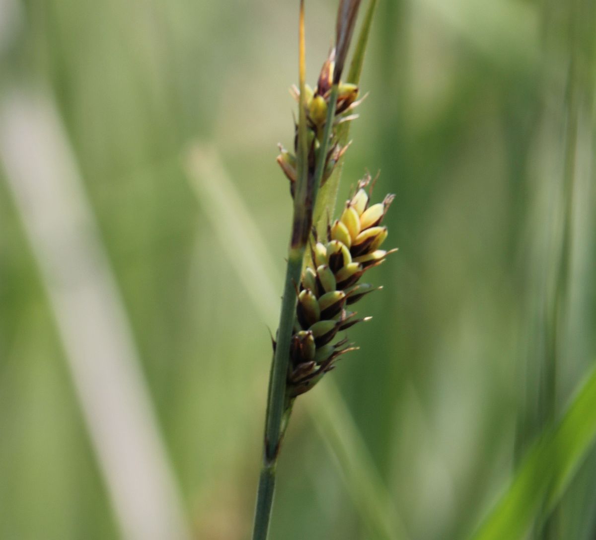 Carex buxbaumii Kibitzbachwiesen Gramatneusiedl_20210618_03.jpg