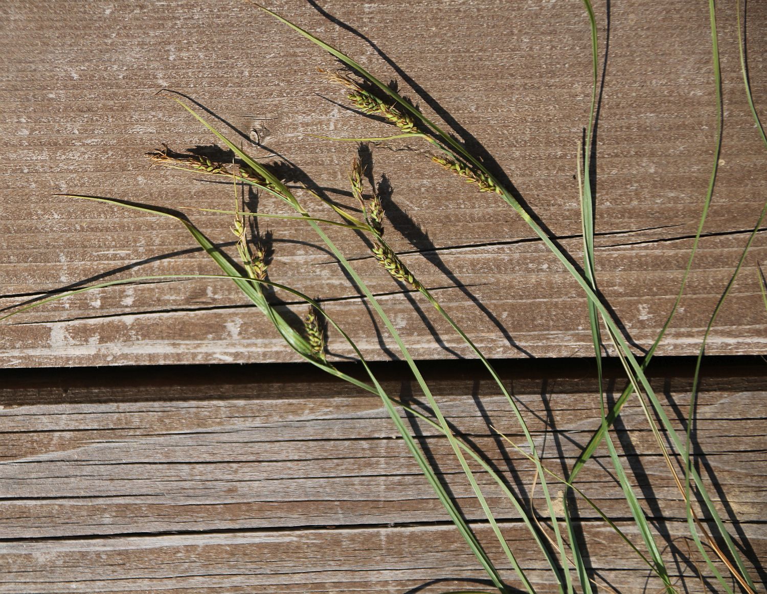 Carex buxbaumii Kibitzbachwiesen Gramatneusiedl_20210619_34.jpg