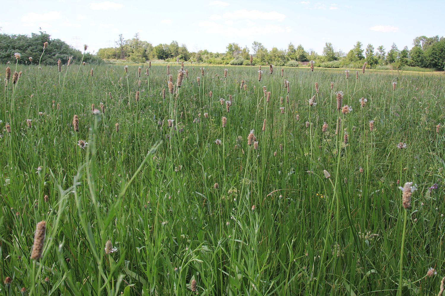 Plantago altissima Kibitzbachwiesen Gramatneusiedl_20210618_27.jpg