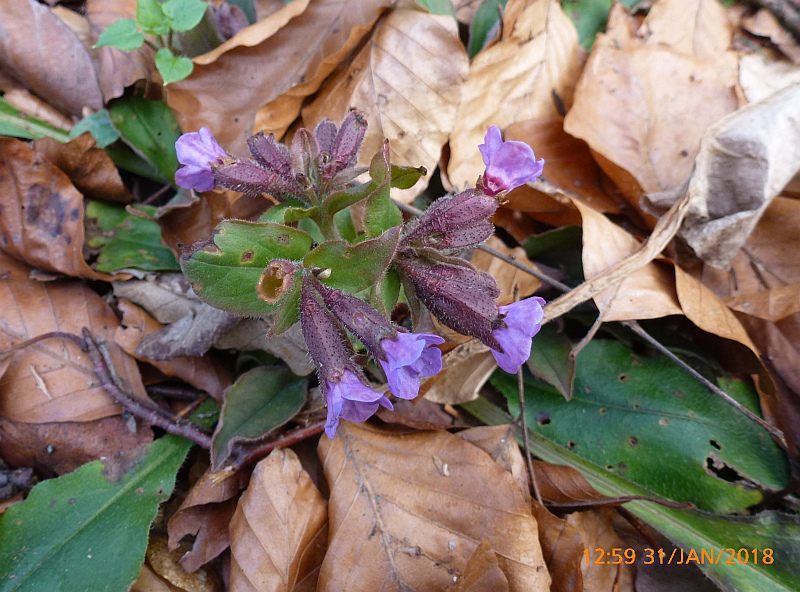 b3P1530869 Pulmonaria X es gibt eine steir. Art-styriaca.JPG