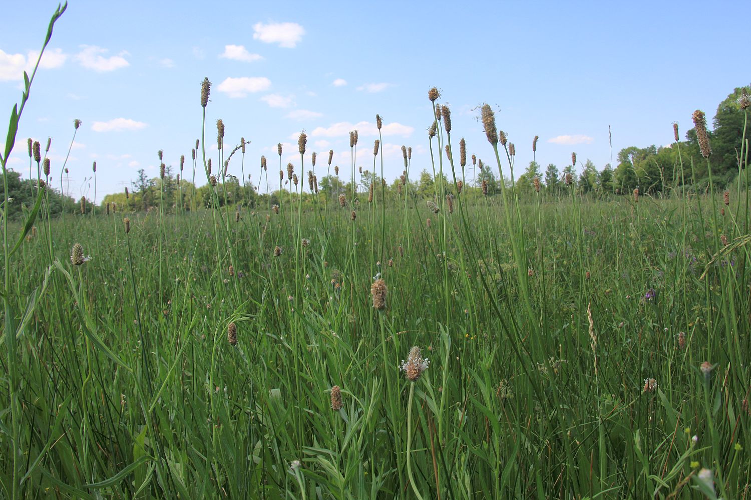 Plantago altissima Kibitzbachwiesen Gramatneusiedl_20210618_29.jpg