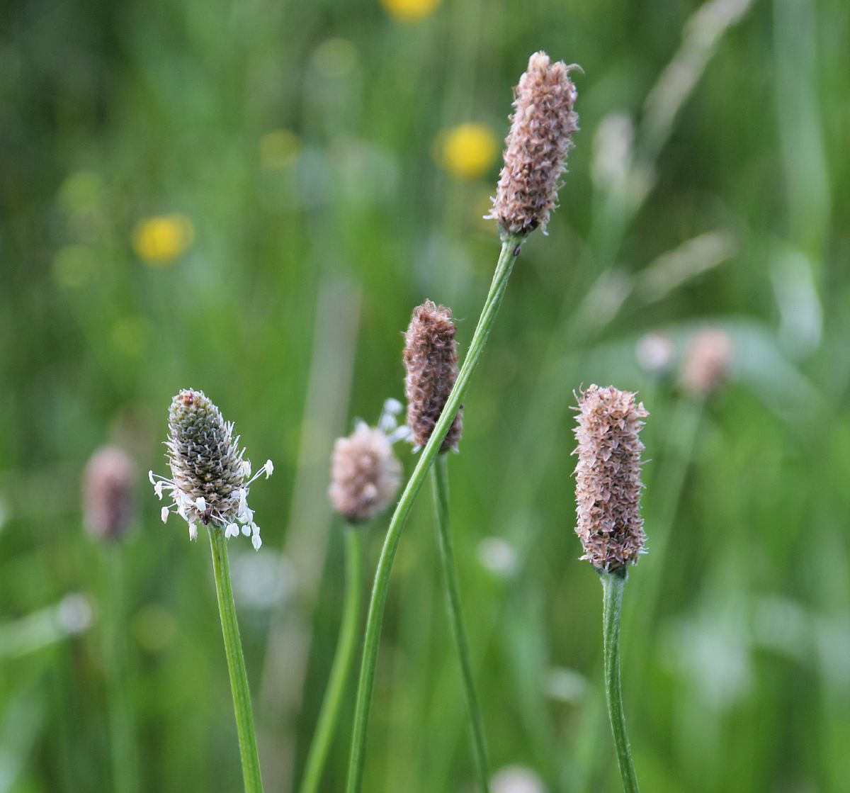 Plantago altissima Kibitzbachwiesen Gramatneusiedl_20210618_19.jpg