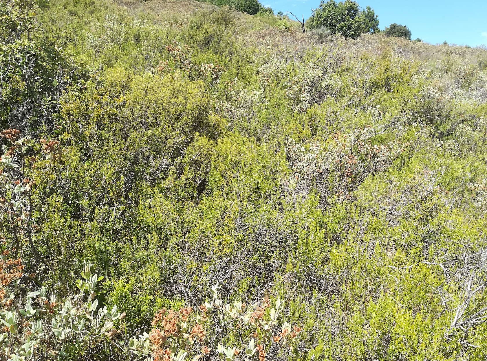 rosmarinus officinalis mont d'aspremont nizza riviera seealpen mediterran frankreich_20210805_121552.jpg