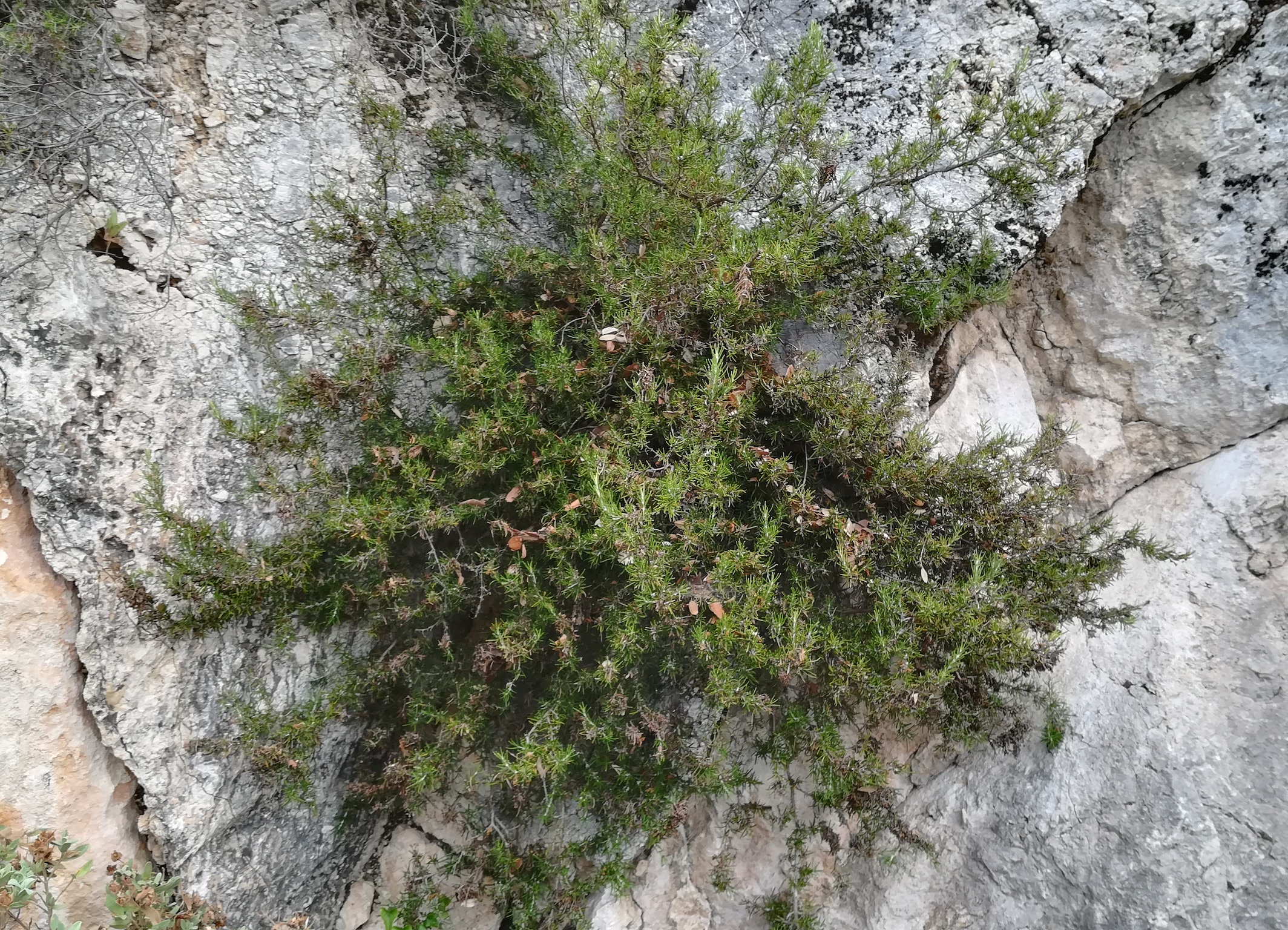rosmarinus officinalis mont d'aspremont nizza riviera seealpen mediterran frankreich_20210805_103019.jpg