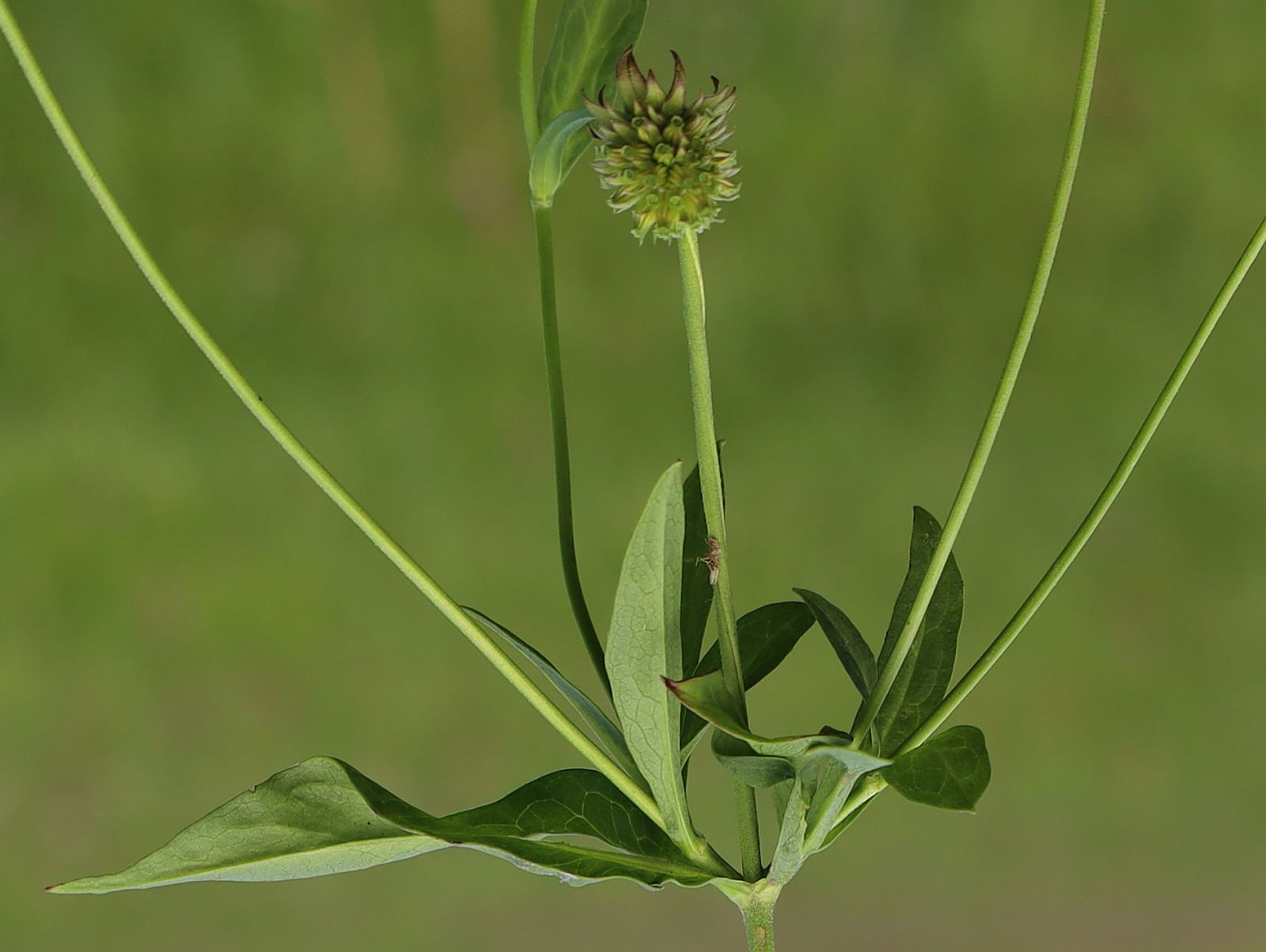 Succisella inflexa Pischelsdorfer Wiesen Nord_20210813_16.jpg