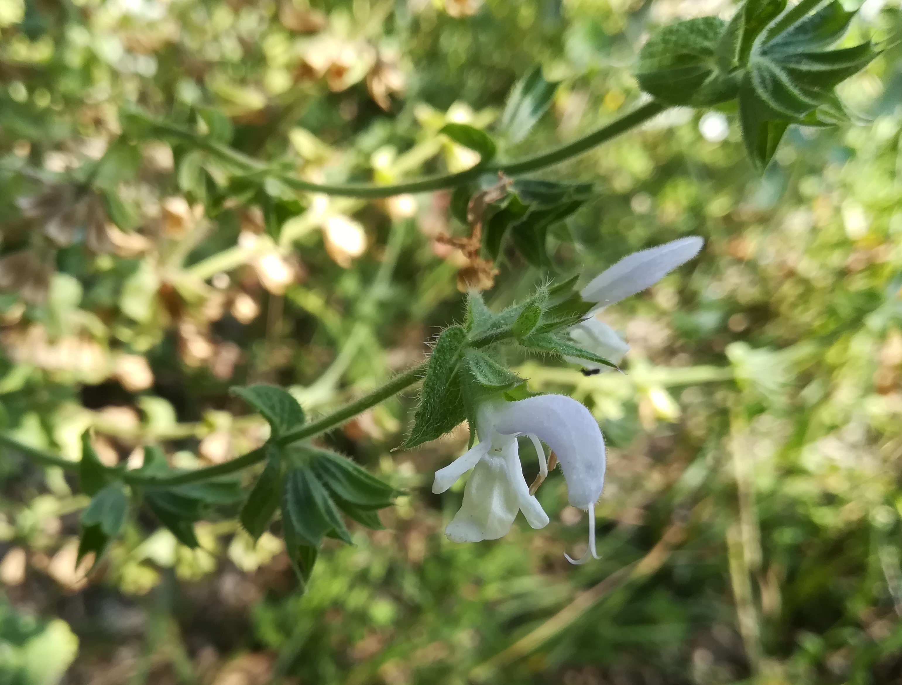 salvia aethiopis werkstättenweg wien_20210815_133416.jpg