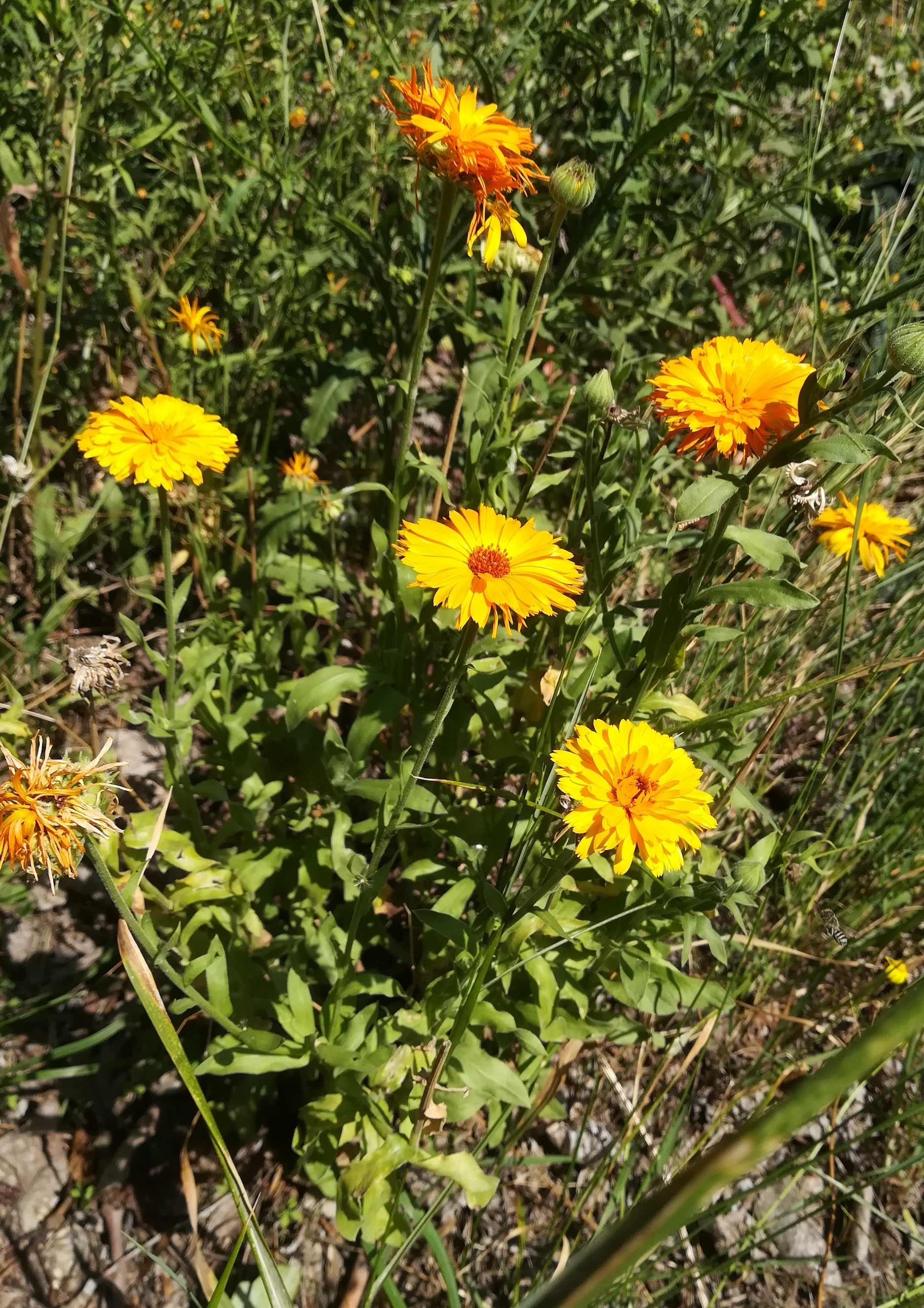 calendula officinalis werkstättenweg wien_20210815_133334.jpg