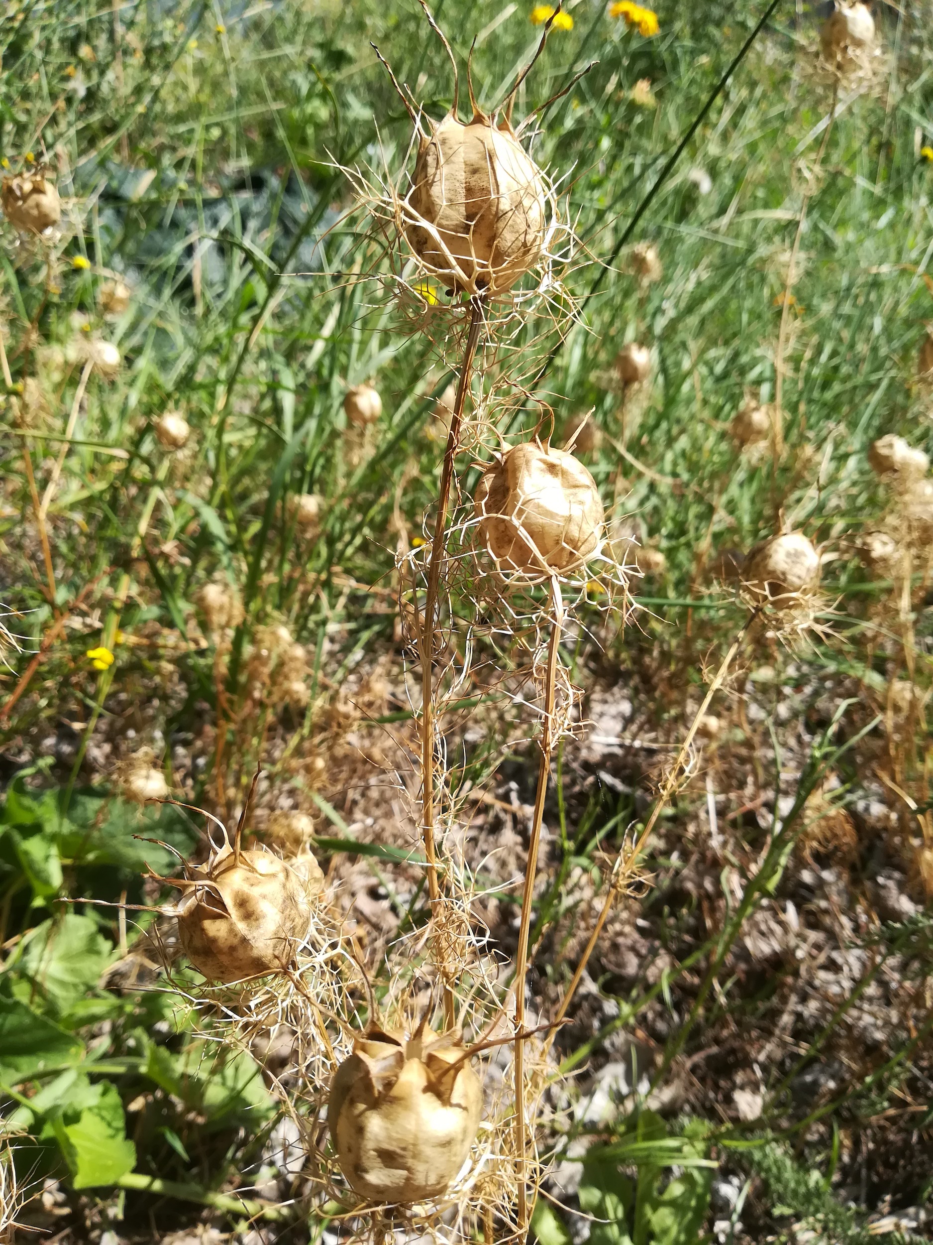 nigella damascena werkstättenweg wien_20210815_133353.jpg