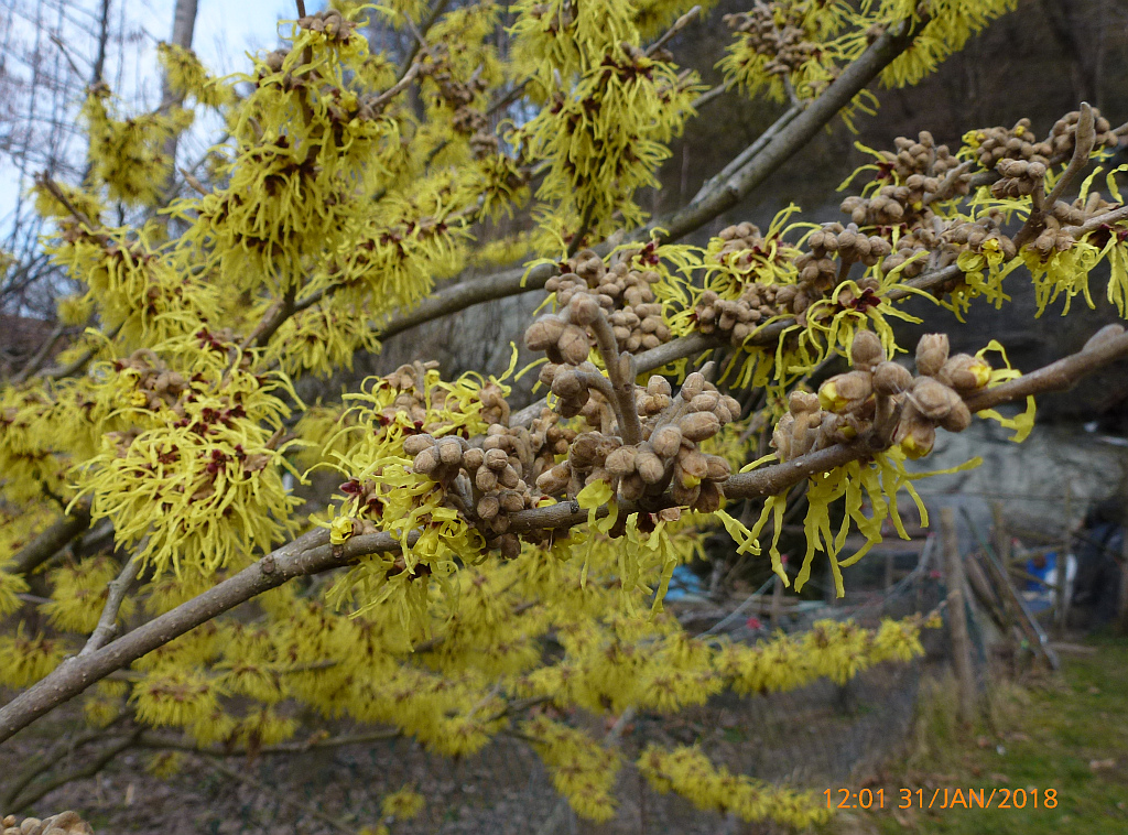 b5P1530837 Zaubernuss Hamamelis x intermedia.JPG