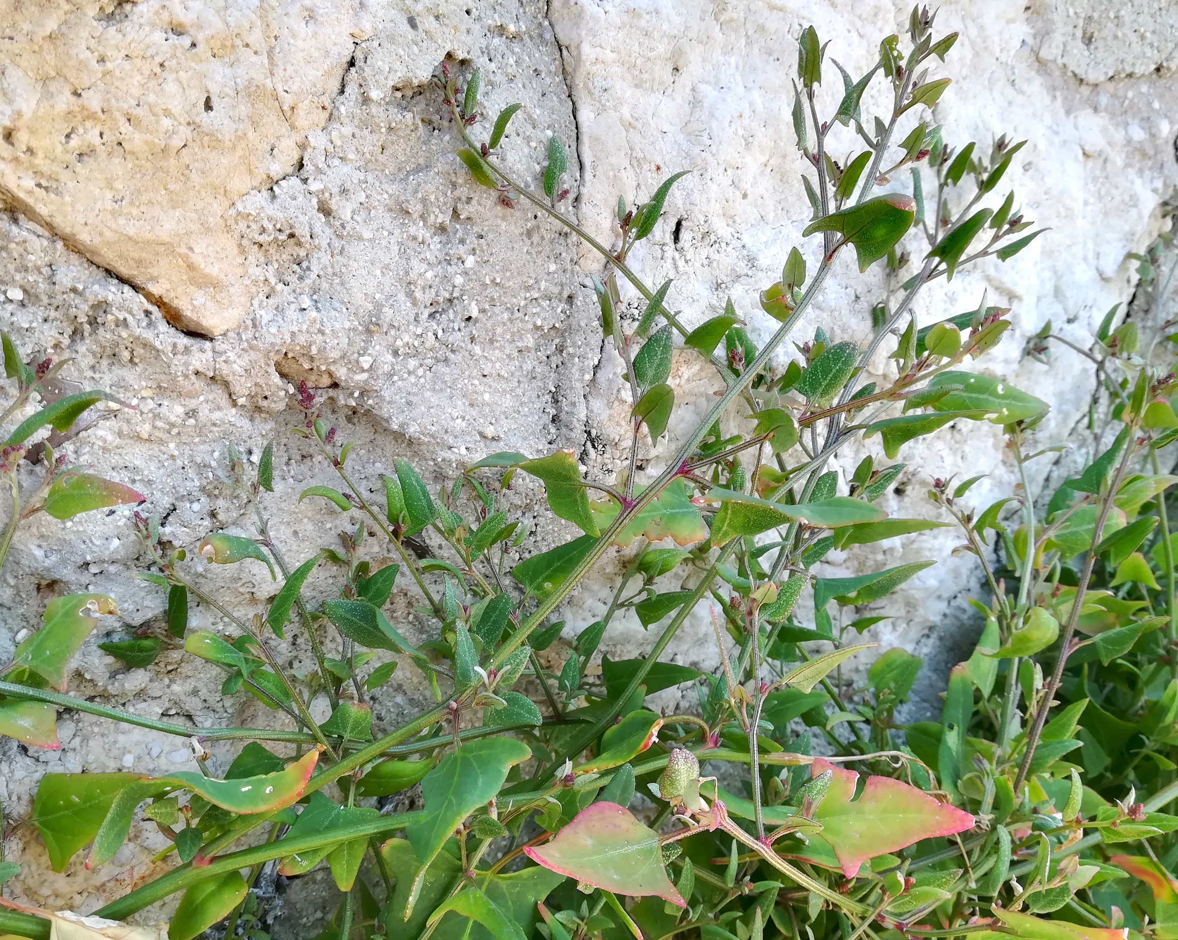 atriplex cf. prostrata s. lat. meerweg unterhalb mont boron nizza riviera seealpen mediterran frankreich 20210805_134136.jpg