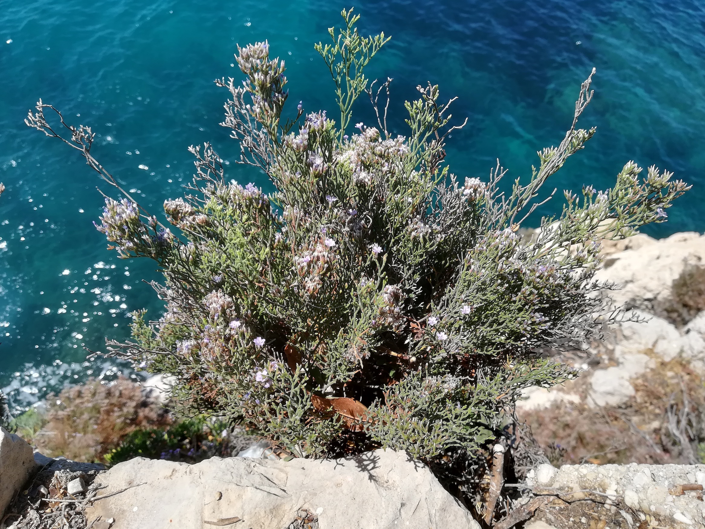 limonium sp. meerweg unterhalb mont boron nizza riviera seealpen mediterran frankreich 20210805_134257.jpg