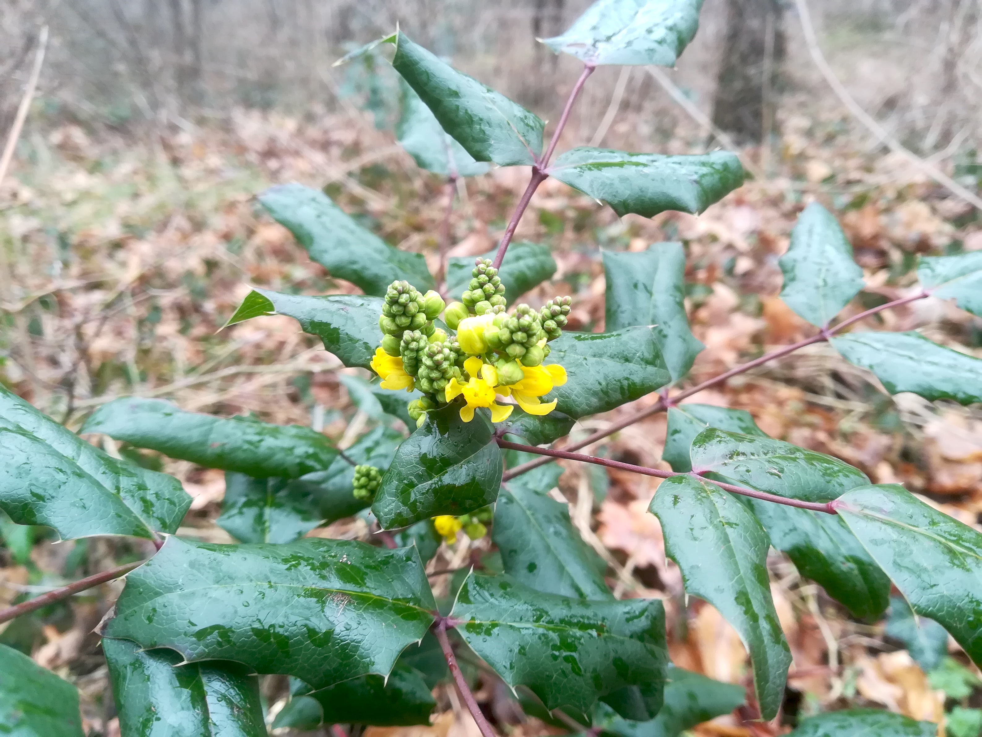 laaerberg_mahonia aquilegifolium_20180202_143105.jpg