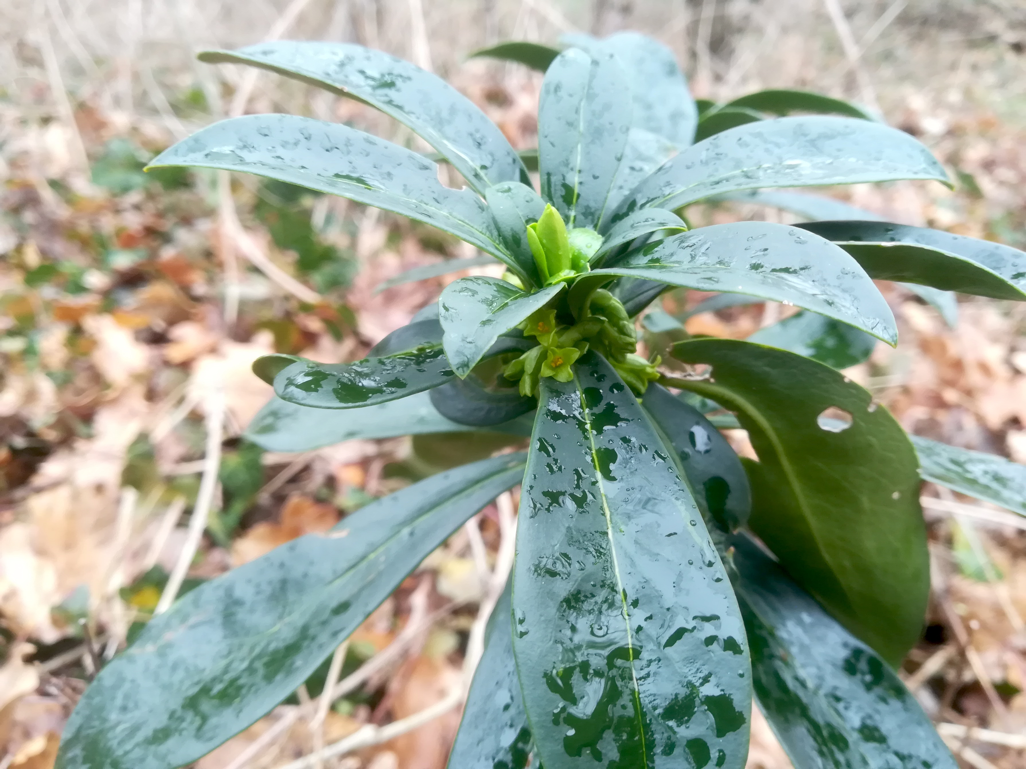 laaerberg_daphne laureola_winter_20180202_143113.jpg