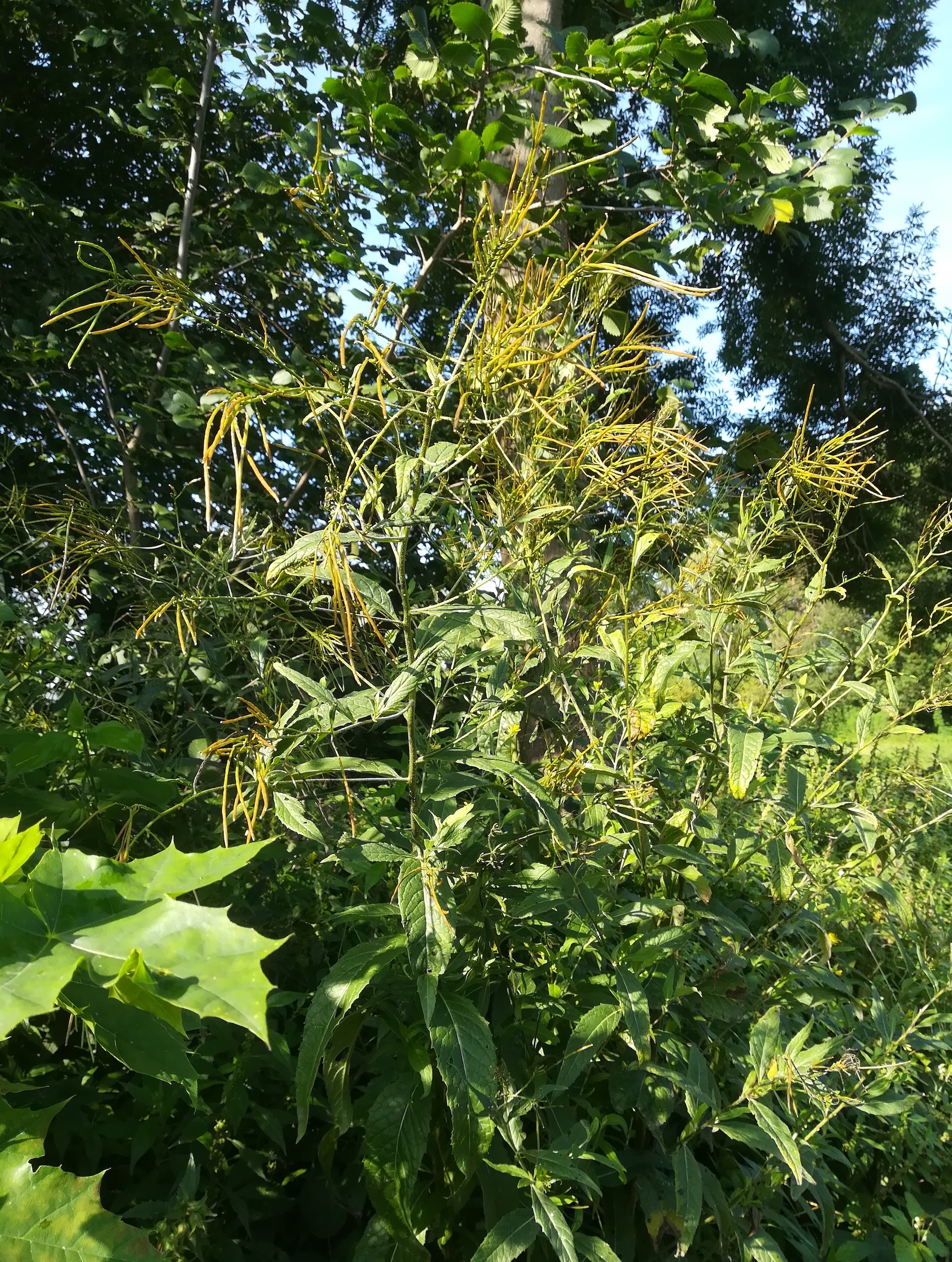 sisymbrium strictissimum trautmannsdorf_20210820_091549.jpg