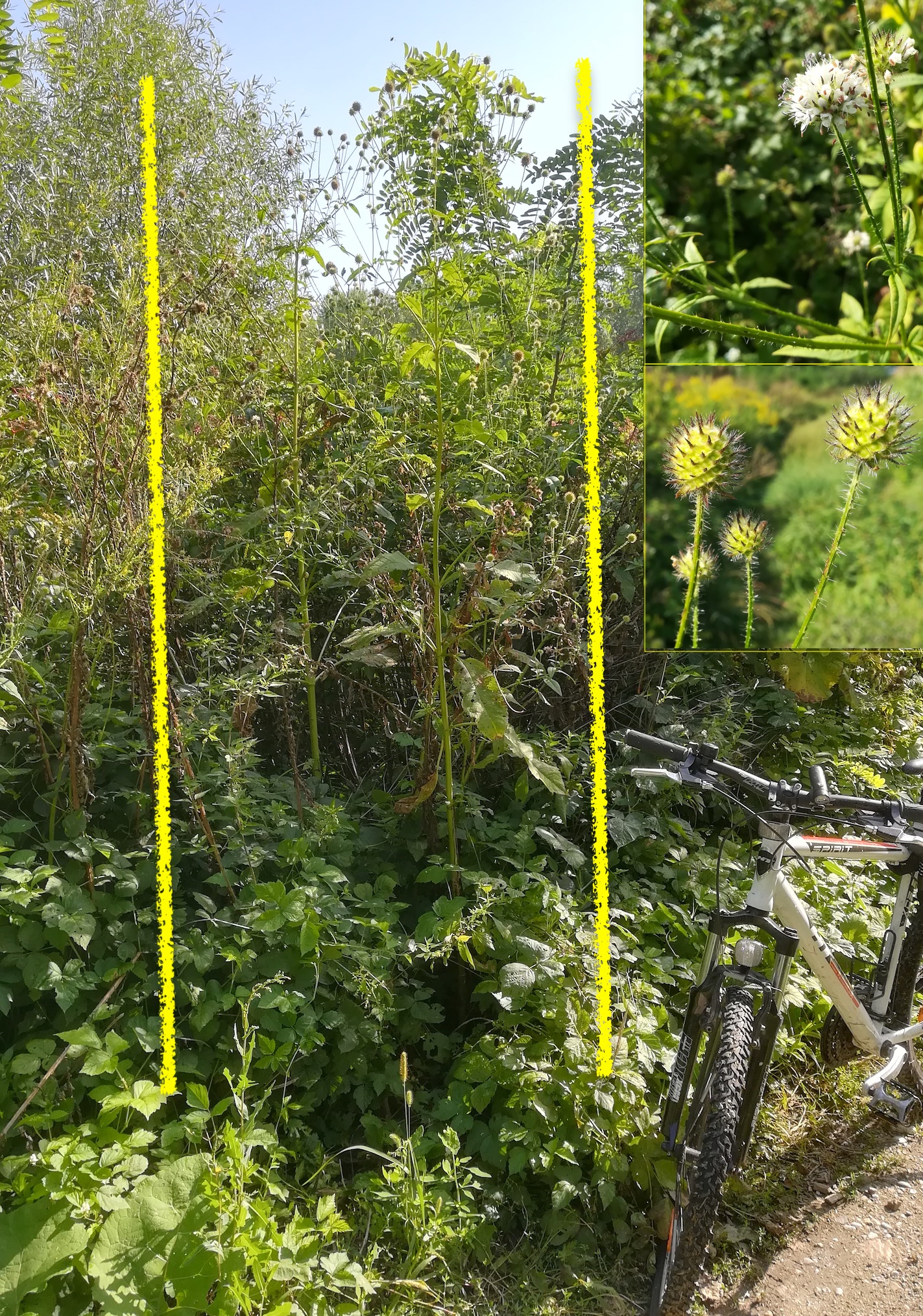 dipsacus pilosus mastexemplar trautmannsdorf_20210820_092254.jpg