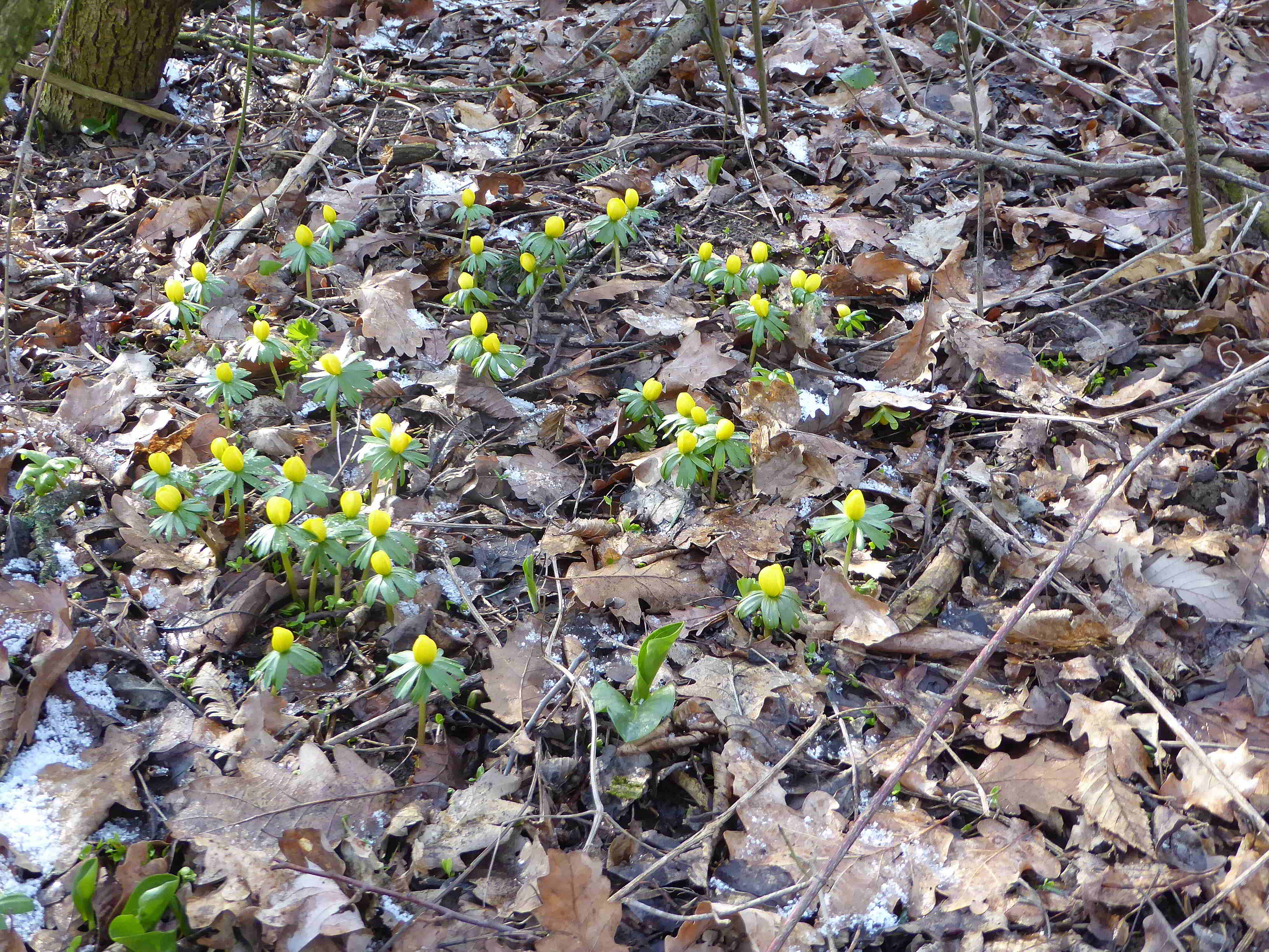 Breitenfurt-Eranthis hyemalis-Winterling-04022018-(1).JPG