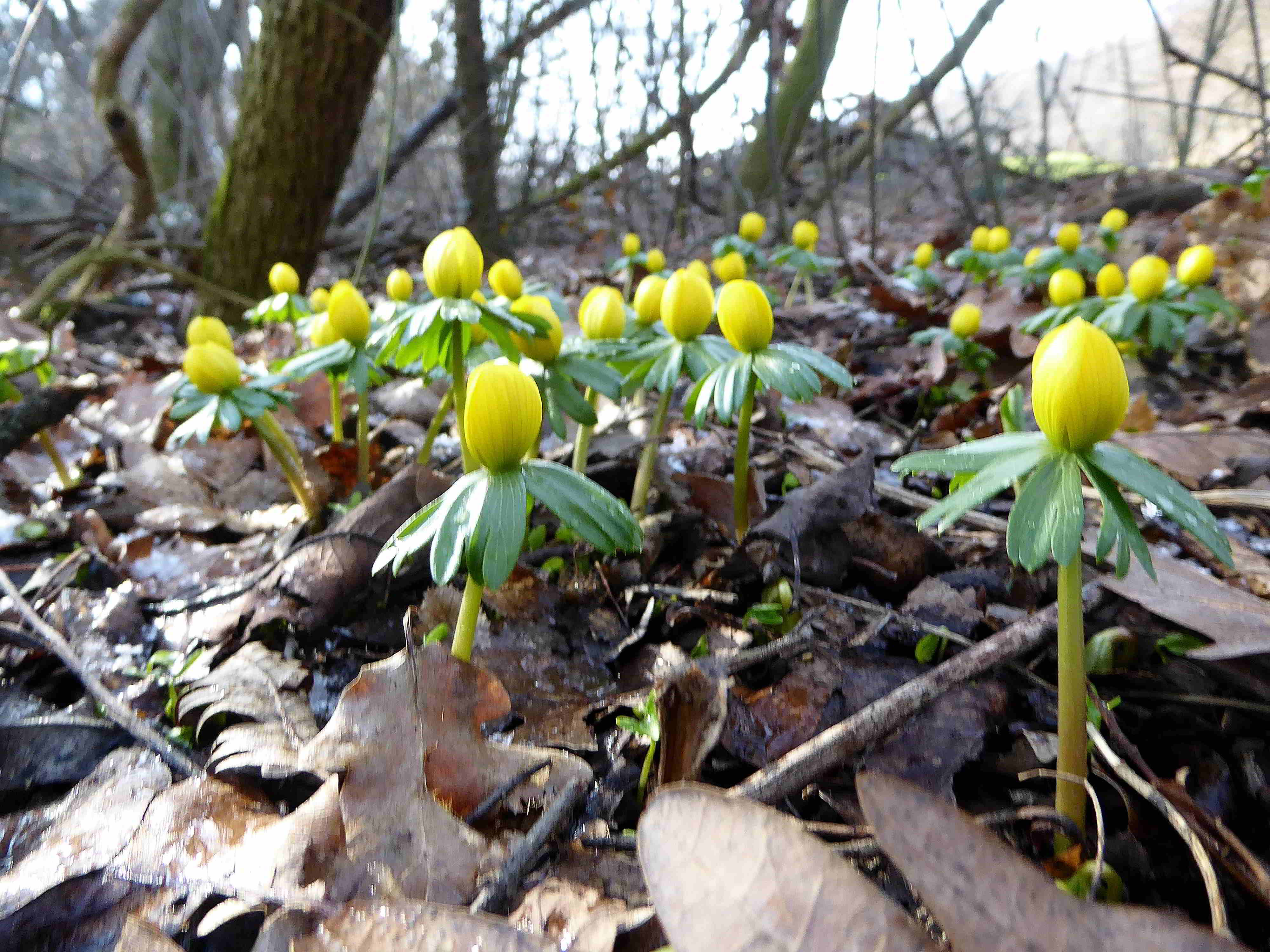 Breitenfurt-Eranthis hyemalis-Winterling-04022018-(2).JPG