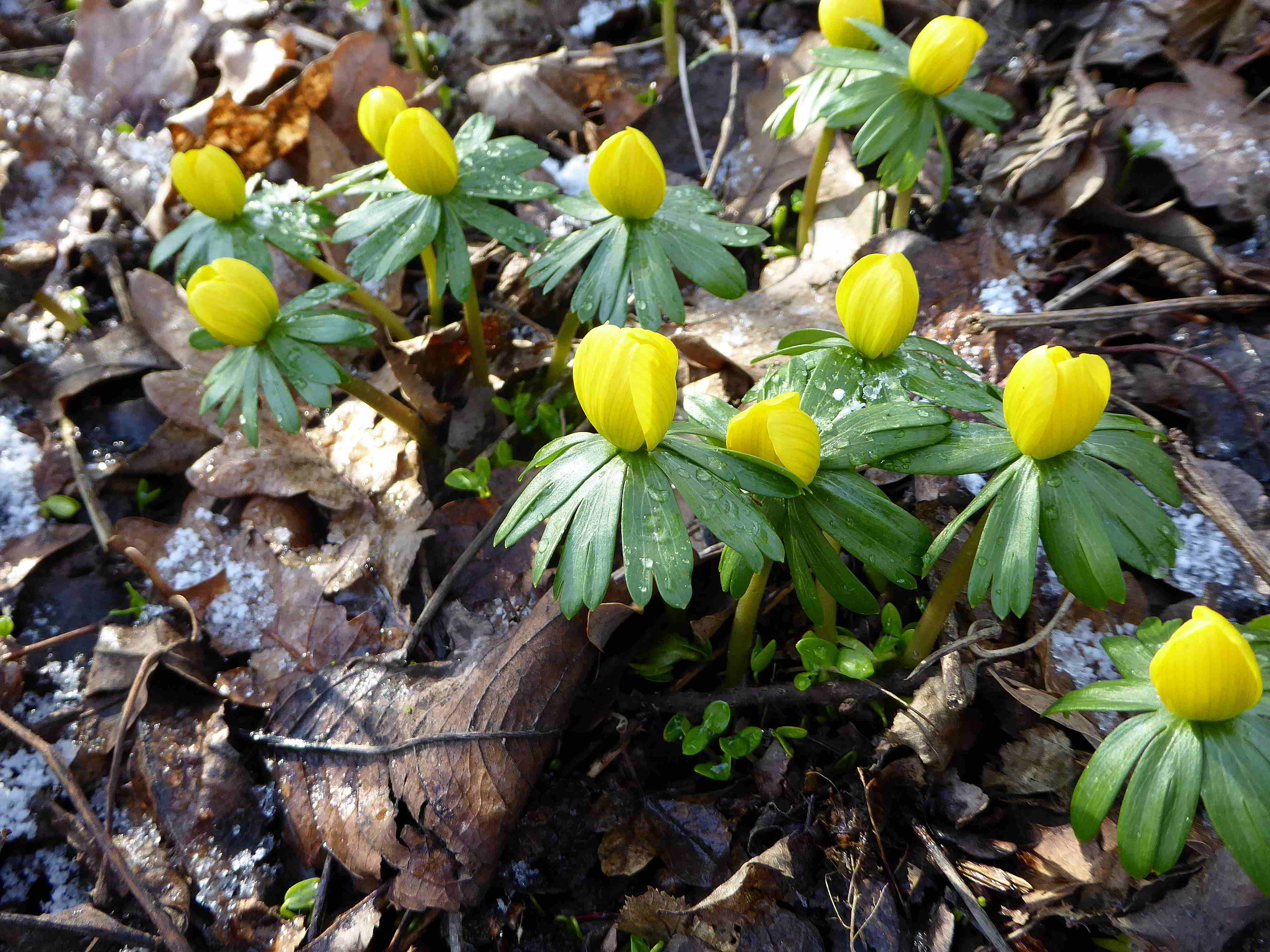 Breitenfurt-Eranthis hyemalis-Winterling-04022018-(3).JPG