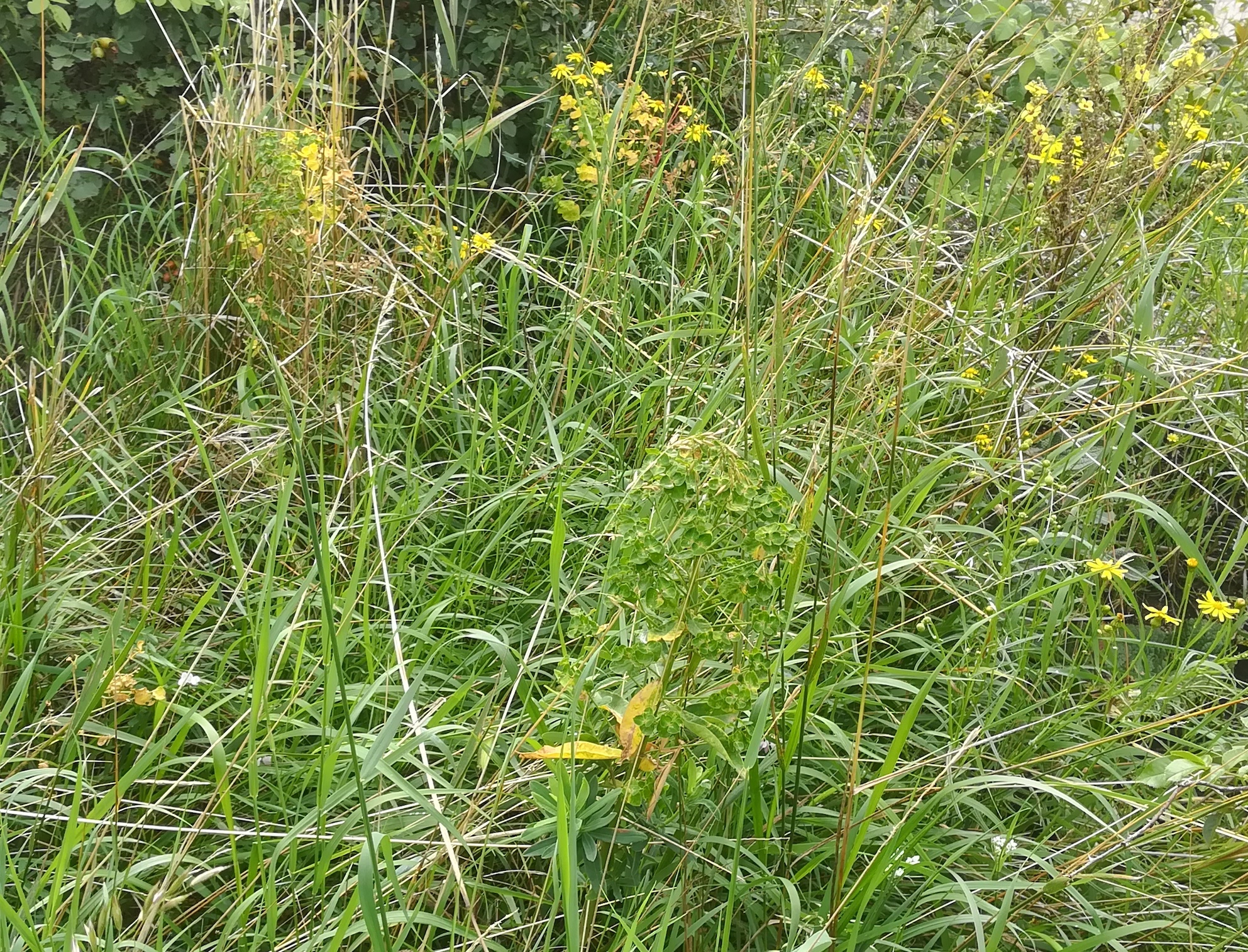 euphorbia salicifolia bhf himberg_20210827_122345.jpg