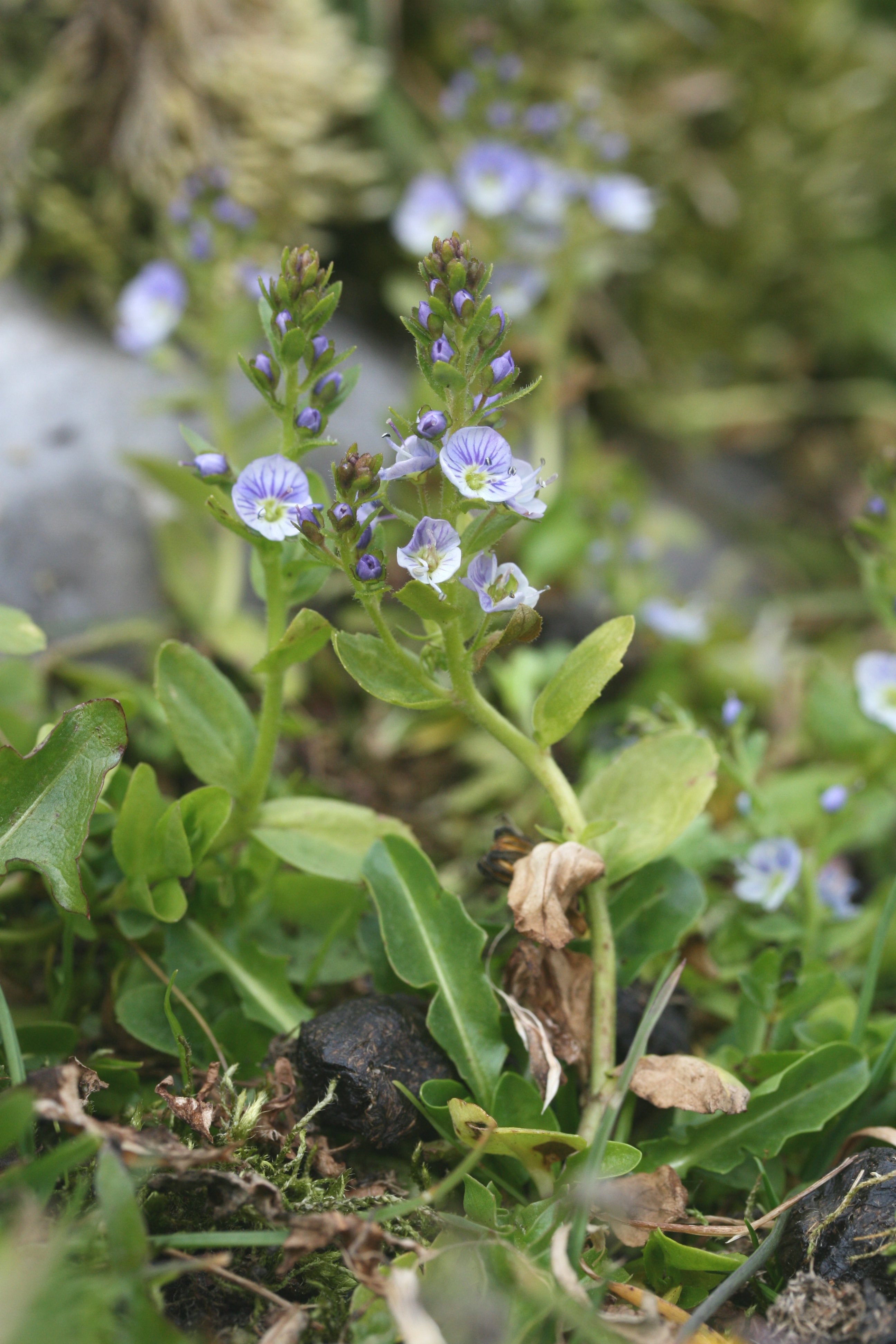 Antirrhinaceae_Veronica serpyllifolia humifusa.jpg