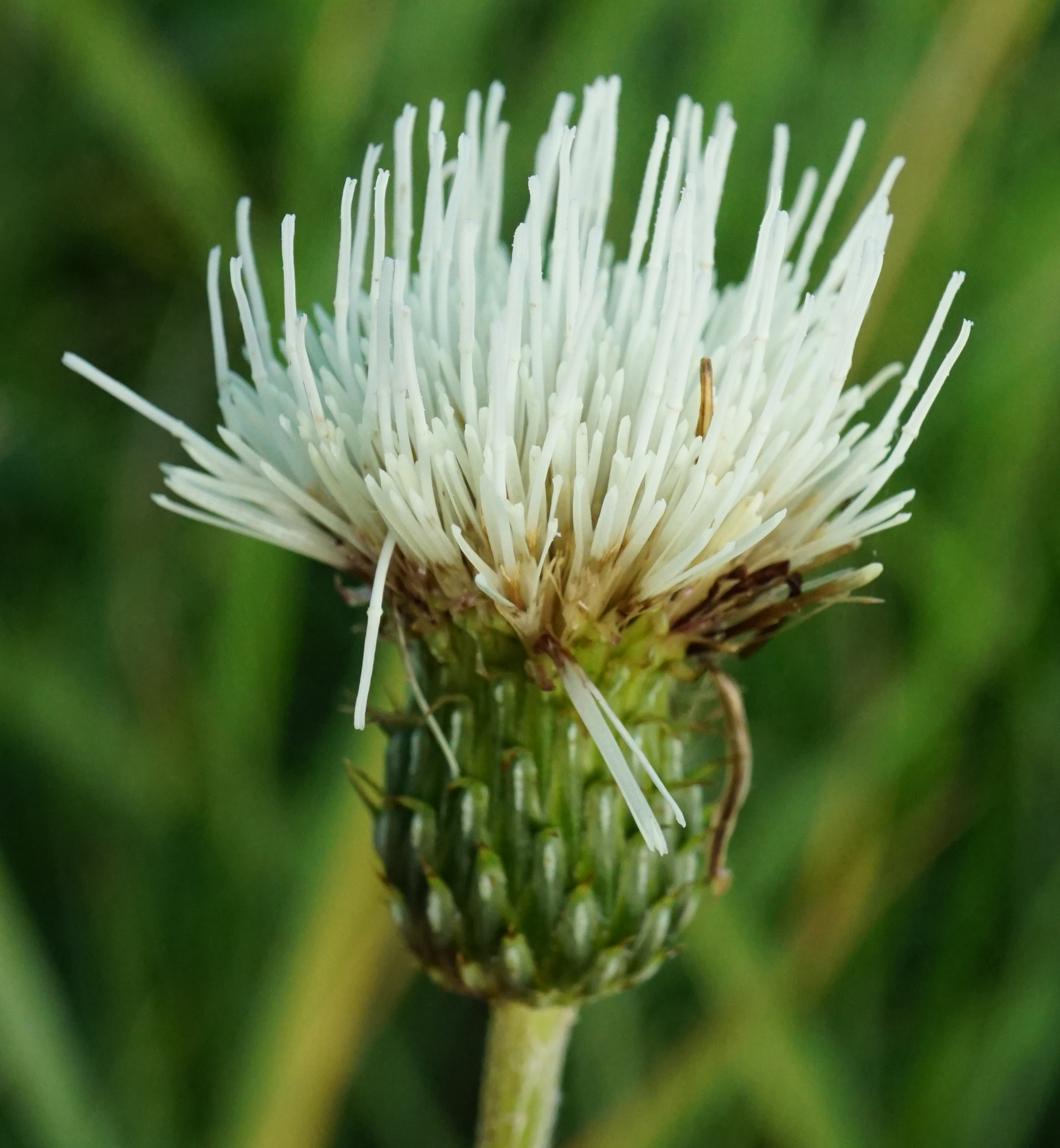 210827_Cirsium canum_Moosbrunn_A.JPG