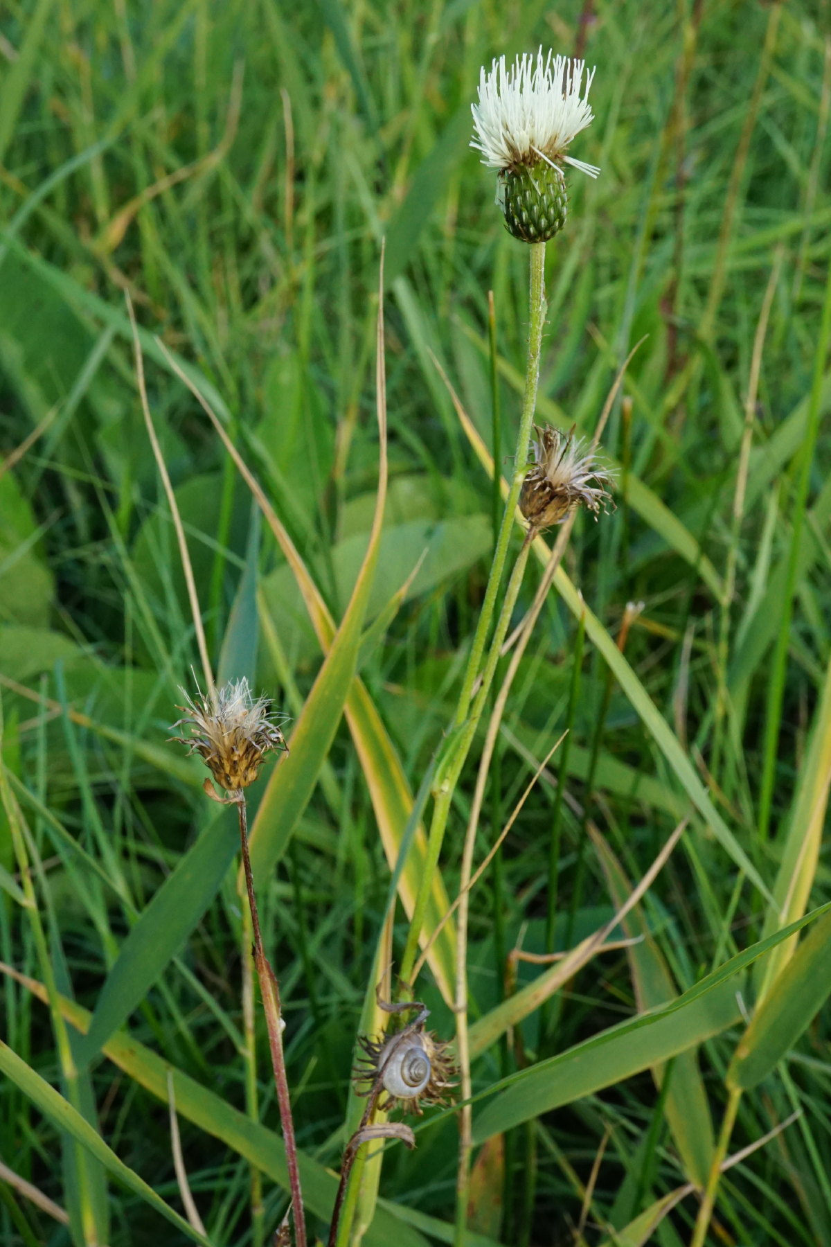 210827_Cirsium canum_Moosbrunn_B.JPG