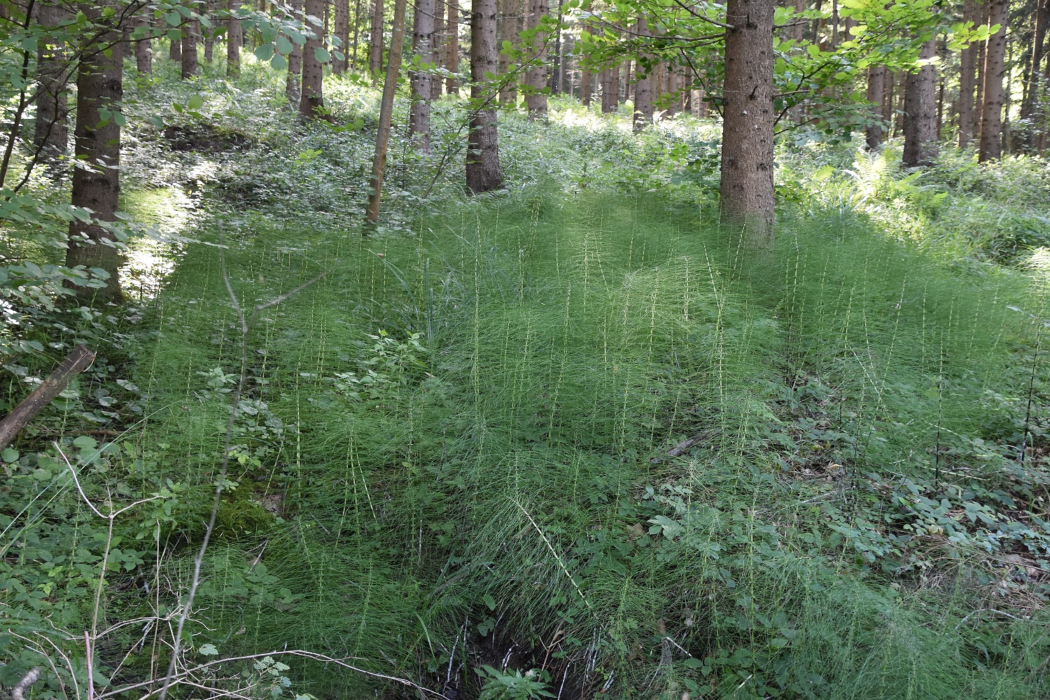 Gföhler - 27082021 - (78) - Weg G - Equisetum telmateia - Riesen - Schachtelhalm.JPG