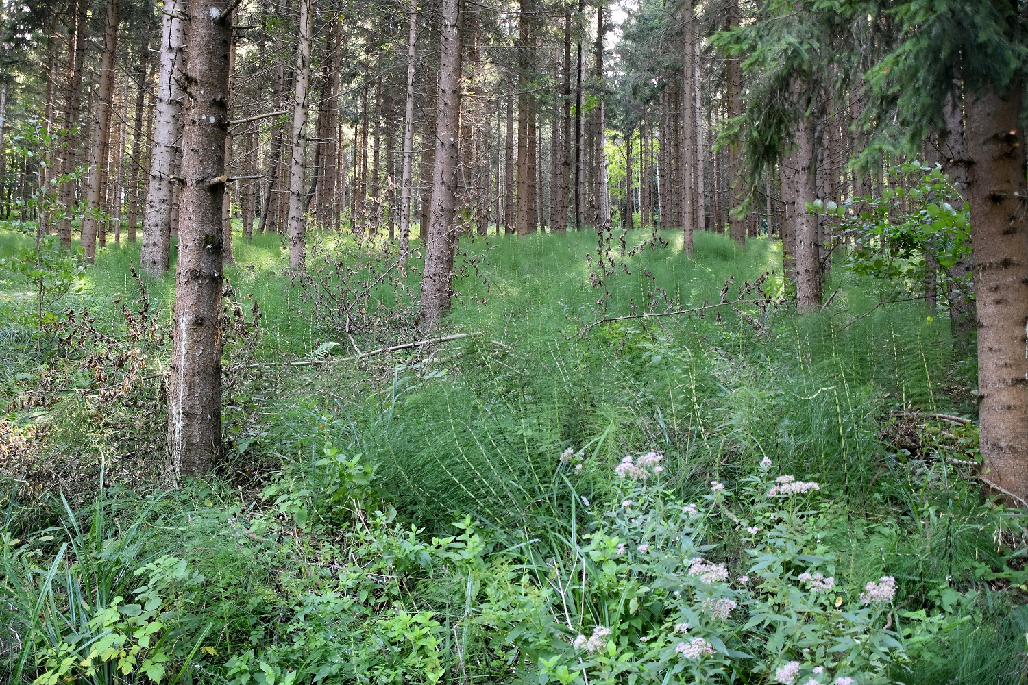 Gföhler - 27082021 - (79) - Weg G - Equisetum telmateia - Riesen - Schachtelhalm.JPG