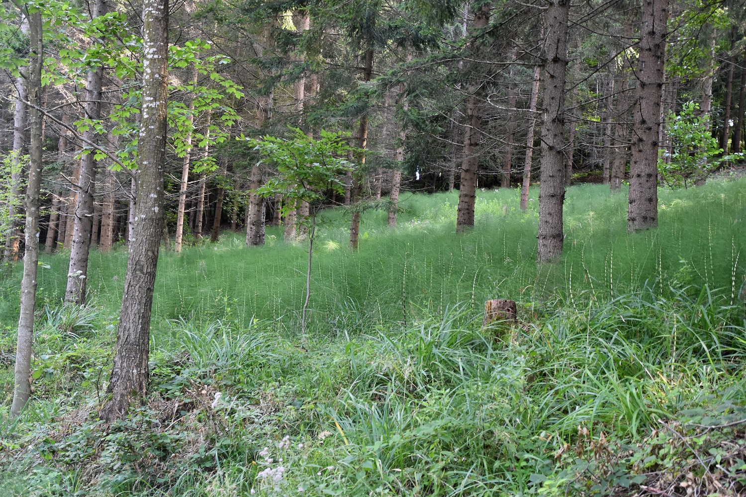 Gföhler - 27082021 - (80) - Weg G - Equisetum telmateia - Riesen - Schachtelhalm.JPG