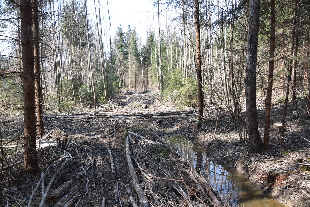 Gföhler - 27032021 - (14) - Weg B - geschlägerter Wald.JPG