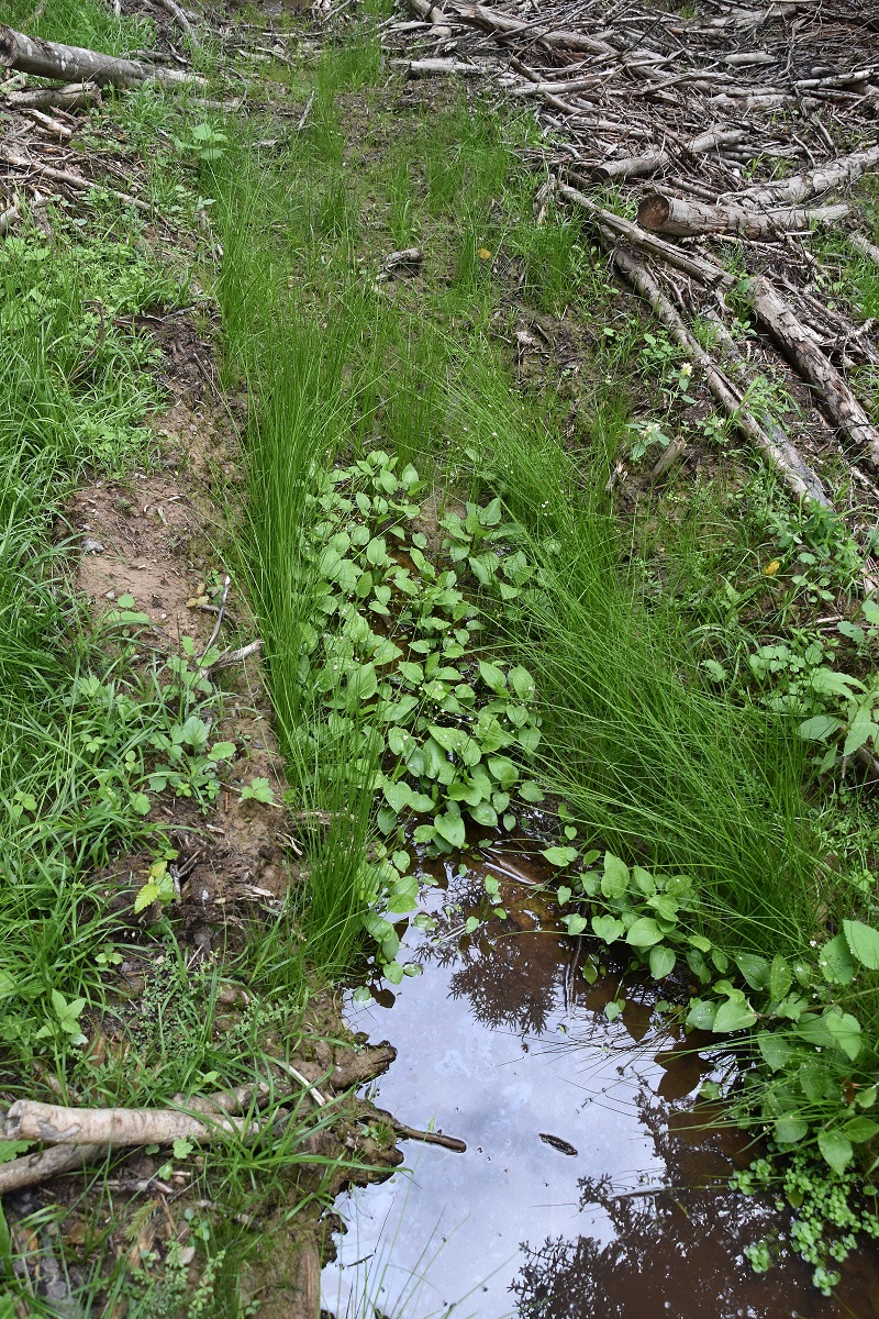 Gföhler - 27082021 - (60) - Weg B - Alisma plantago- aquatica - Gewöhnlicher Froschlöffel.JPG