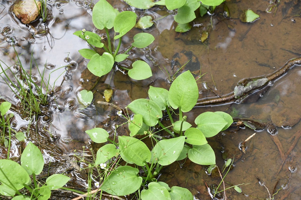 Gföhler - 27082021 - (53) - Weg B - Alisma plantago- aquatica - Gewöhnlicher Froschlöffel.JPG