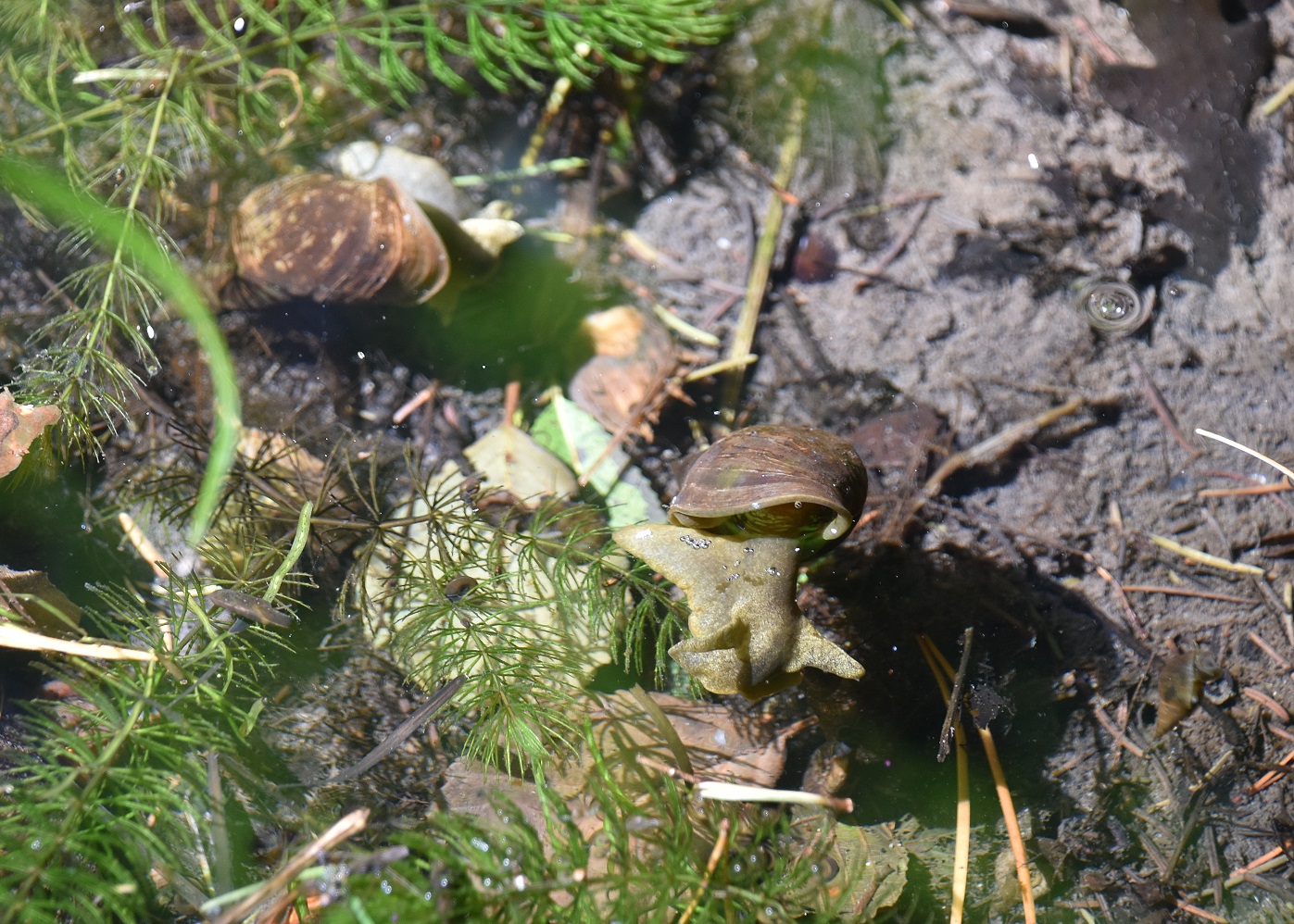 Gföhler - 27082021 - (22) - Weg A - Tümpel - Hippuris vulgaris - Tannenwedel und Lymnaea stagnalis - Spitzschlammschnecke.JPG