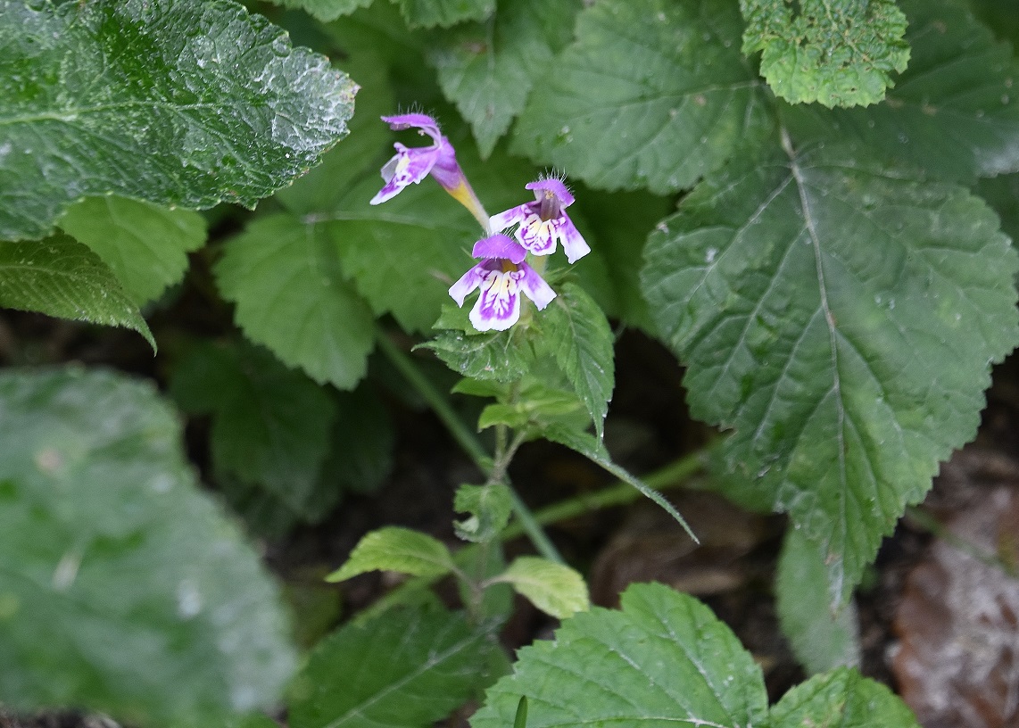 Festenberg - 31082021 - (17) - Weg B - Galeopsis sp. - Hybrid.JPG