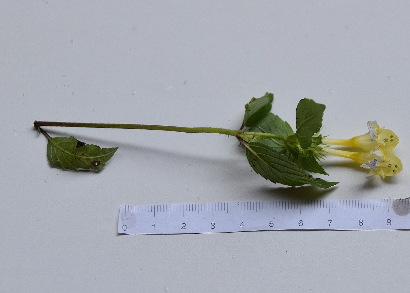 Festenberg - 31082021 - (28) - Weg C - Galeopsis pubescens subsp. murriana - Murr-Flaum Hohlzahn.JPG