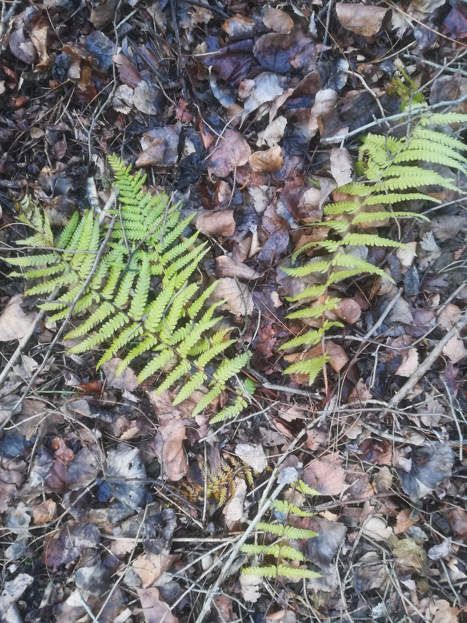 donauinsel etwa höhe tritonwasser athyrium filix-mas_20180209_154749.jpg