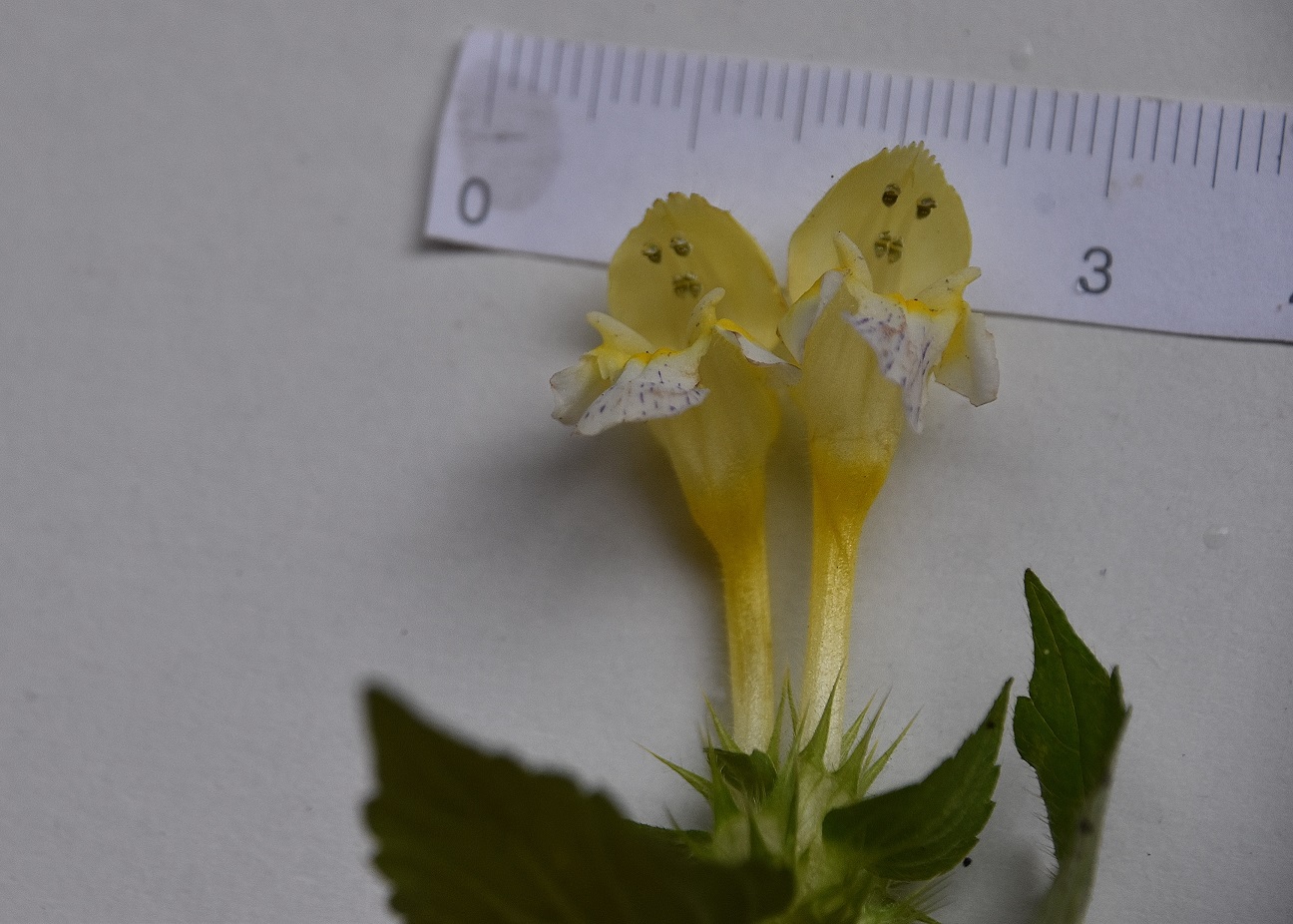 Festenberg - 31082021 - (30) - Weg C - Galeopsis pubescens subsp. murriana - Murr-Flaum Hohlzahn.JPG