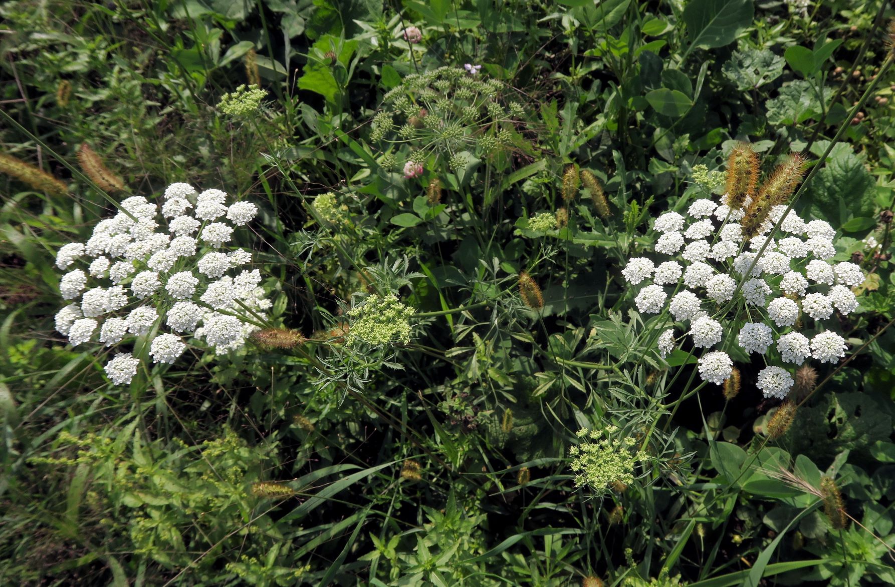 1 Apiacea unbestimmt, Obere Lobau Schusterau segetal, teilw. feldmäßig ausgesät) 30.08.2021 C5X (8).JPG