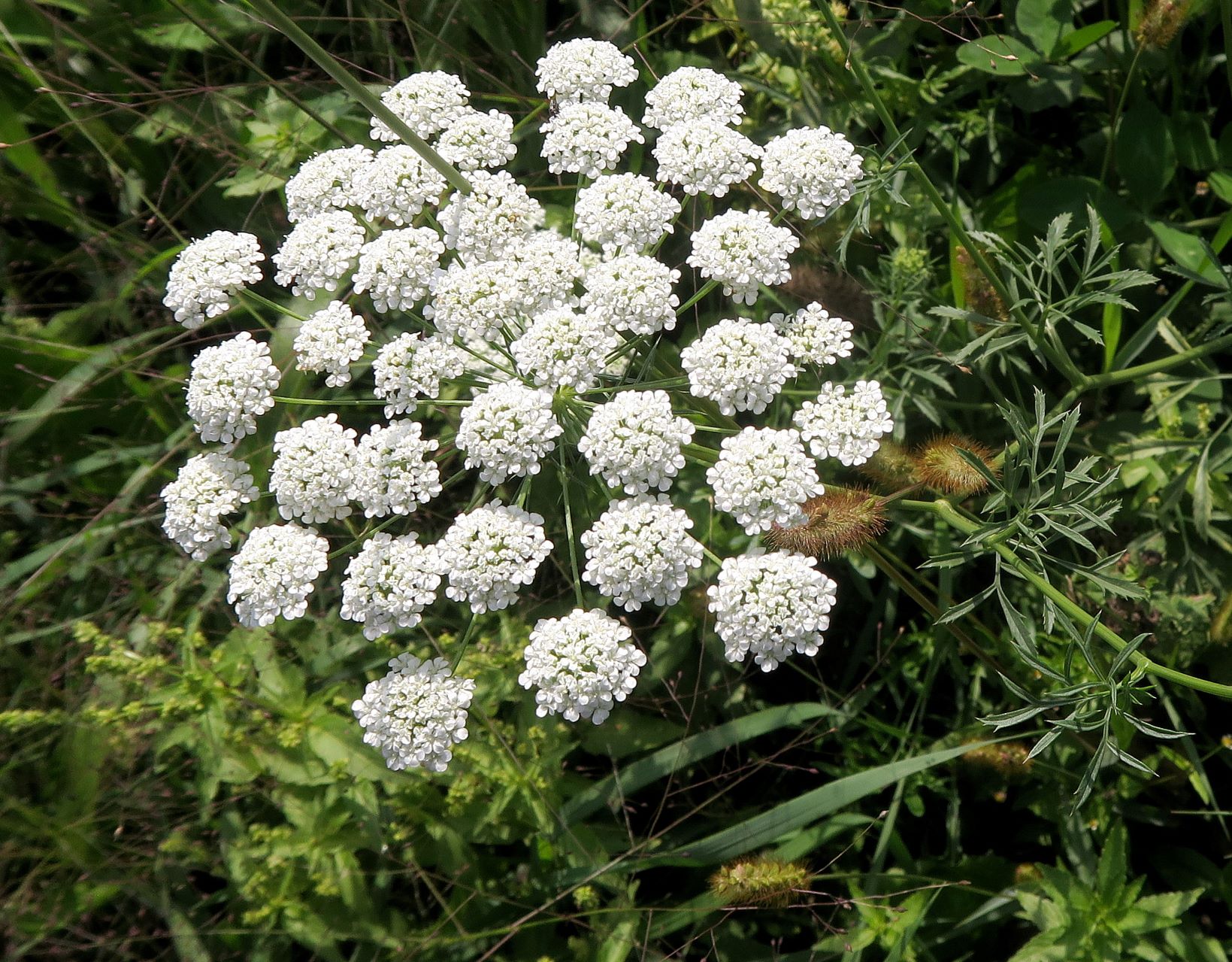 2 Apiacea unbestimmt, Obere Lobau Schusterau segetal, teilw. feldmäßig ausgesät) 30.08.2021 C5X (7).JPG