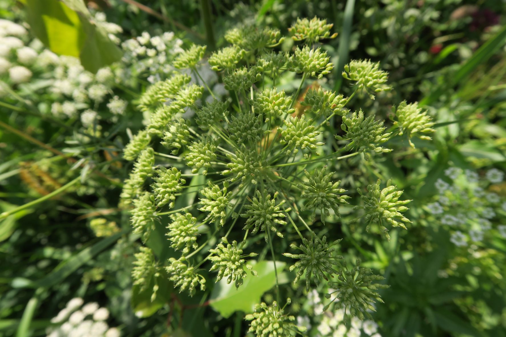 7 Apiacea unbestimmt, Obere Lobau Schusterau segetal, teilw. feldmäßig ausgesät) 30.08.2021 C5X (7).JPG