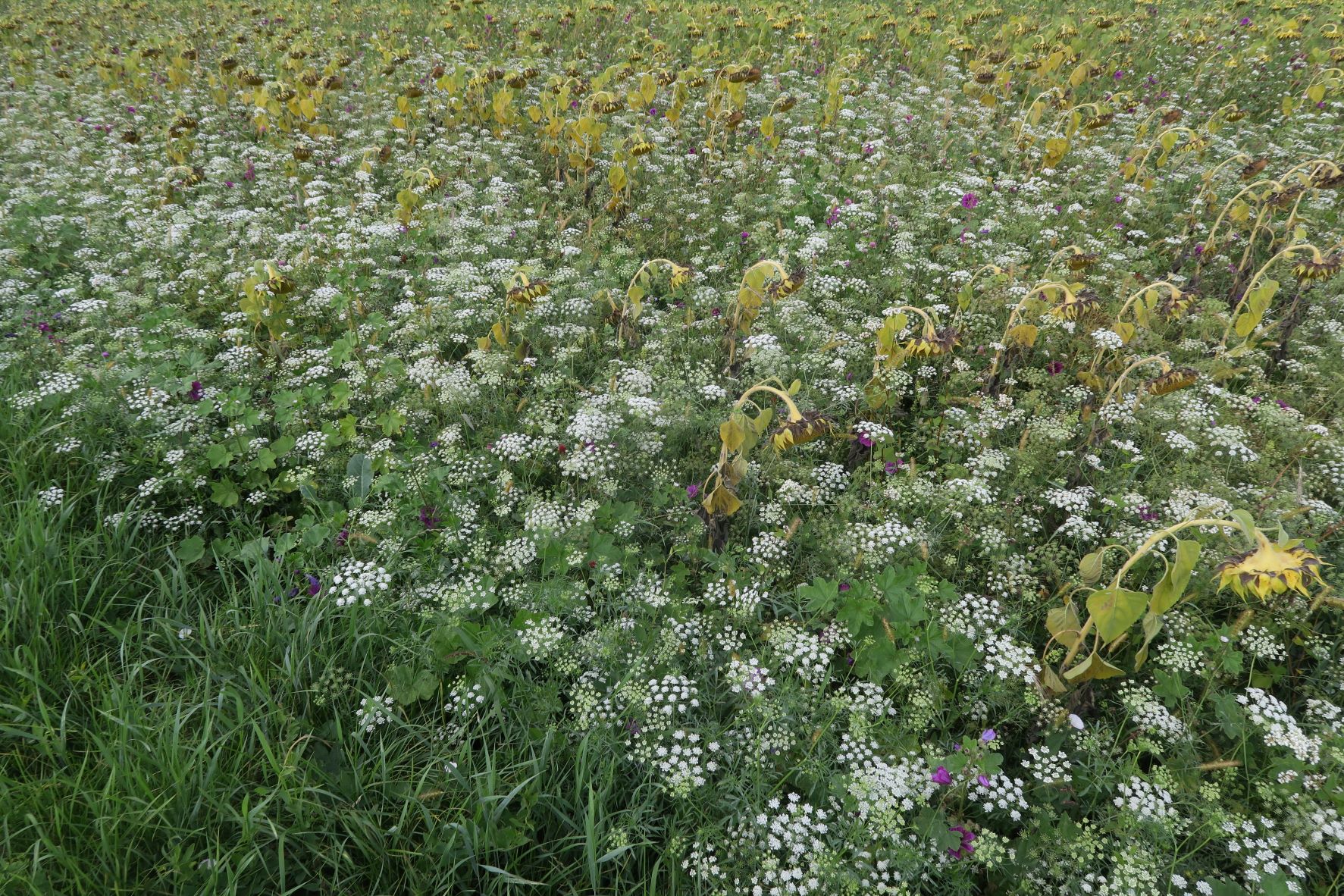 8 Apiacea unbestimmt, Obere Lobau Schusterau segetal, teilw. feldmäßig ausgesät) 30.08.2021 C5X (9).JPG