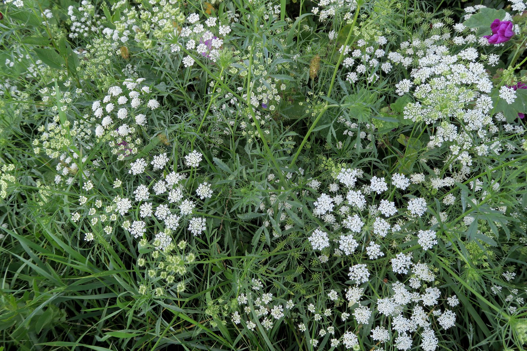 9 Apiacea unbestimmt, Obere Lobau Schusterau segetal, teilw. feldmäßig ausgesät) 30.08.2021 C5X (10).JPG