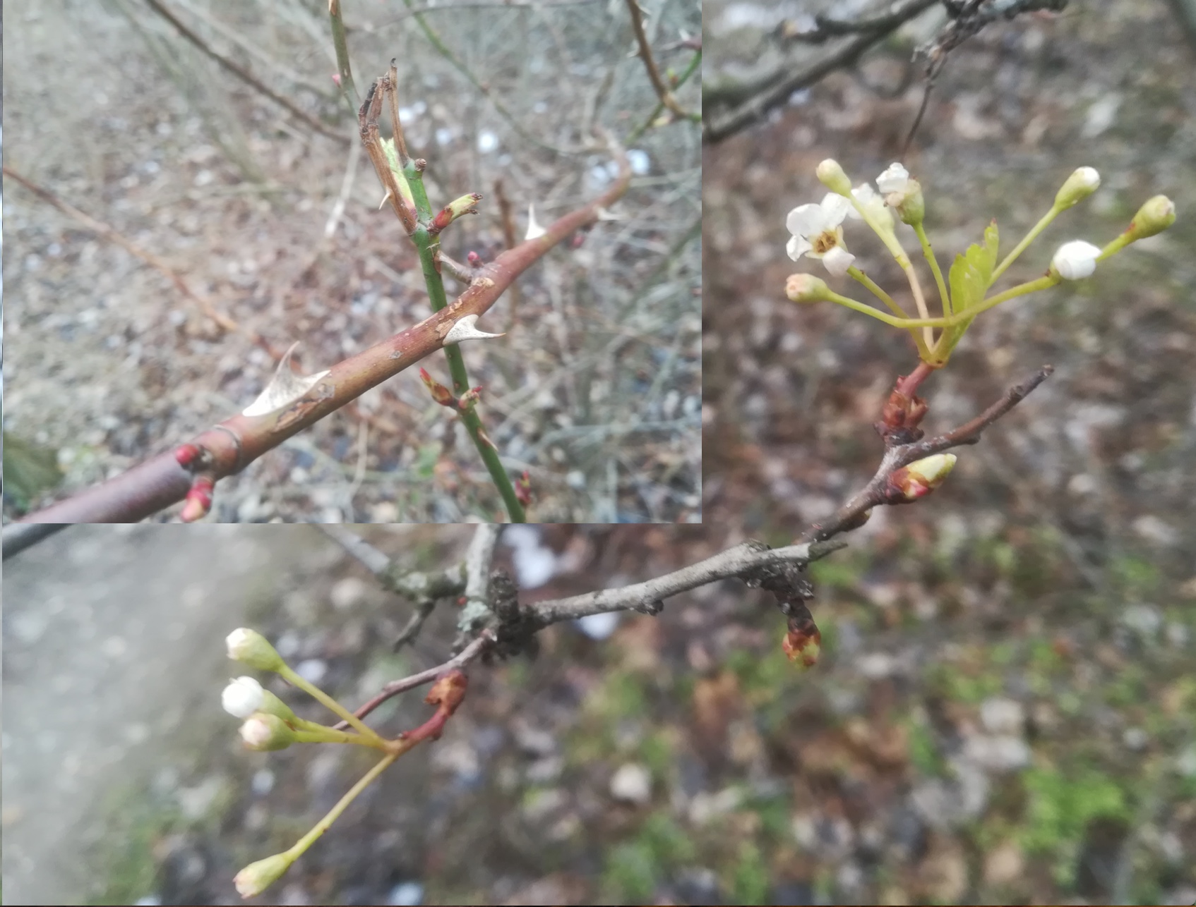 donauinsel tritonwasser rosa sp. et crataegus sp.jpeg