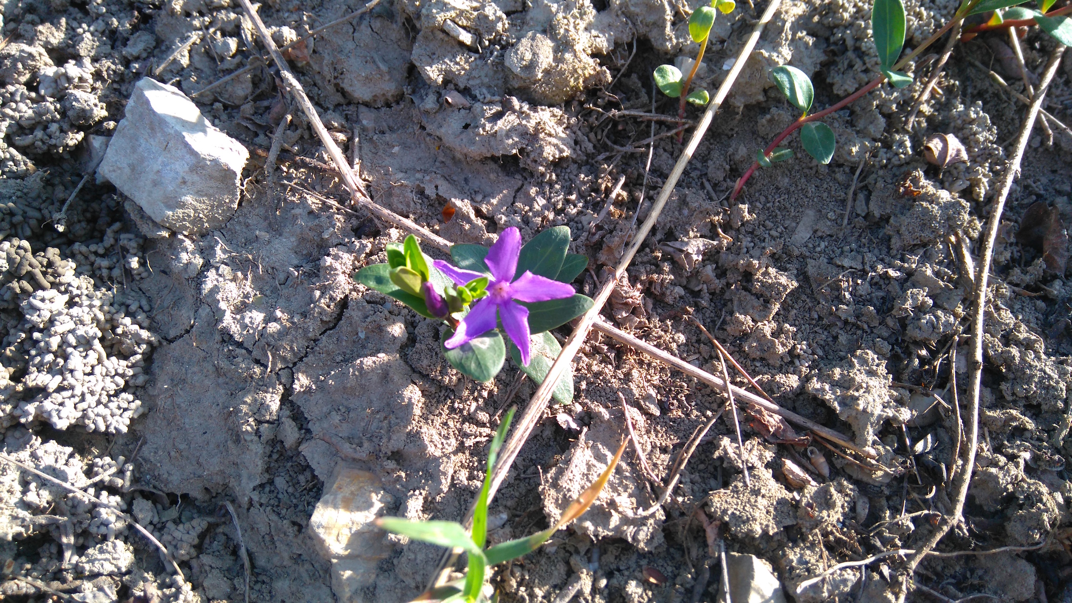 vinca herbacea bisamberg_7804.JPG