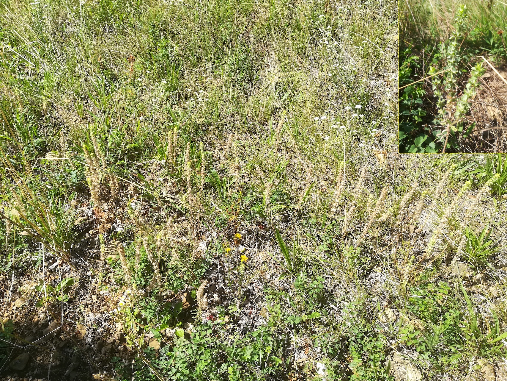 sideritis montana pfaffstätten einöde_20210903_114937.jpg