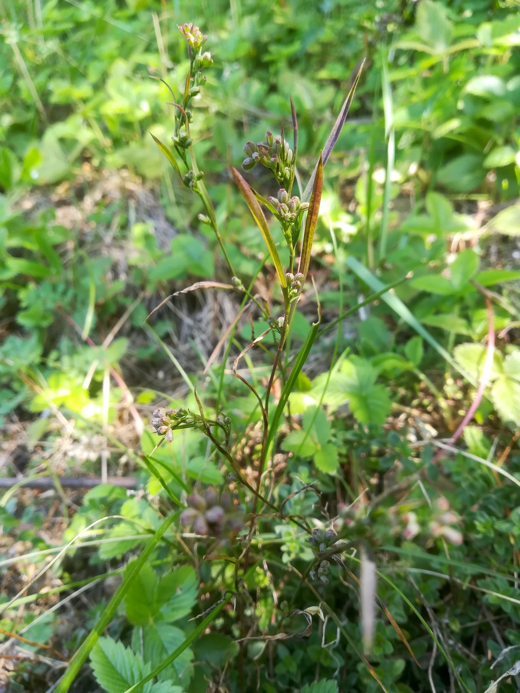 bupleurum affine pfaffstätten einöde_20210903_114613.jpg