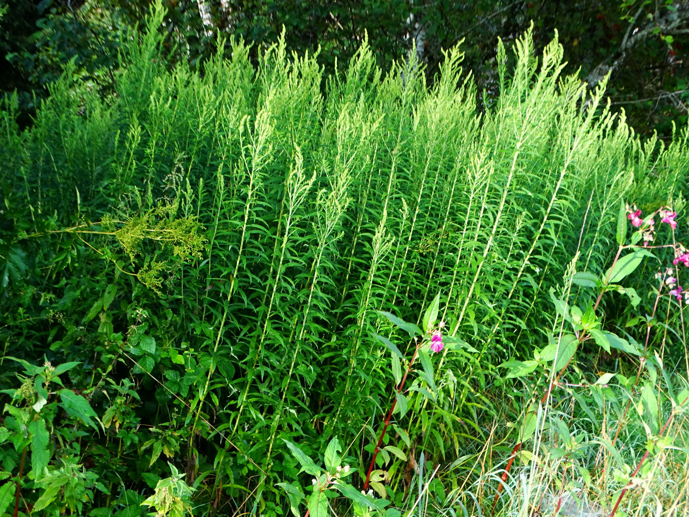 DSC05927 (2) solidago sp., feldkirchen-laboisen, 2021-08-26.JPG