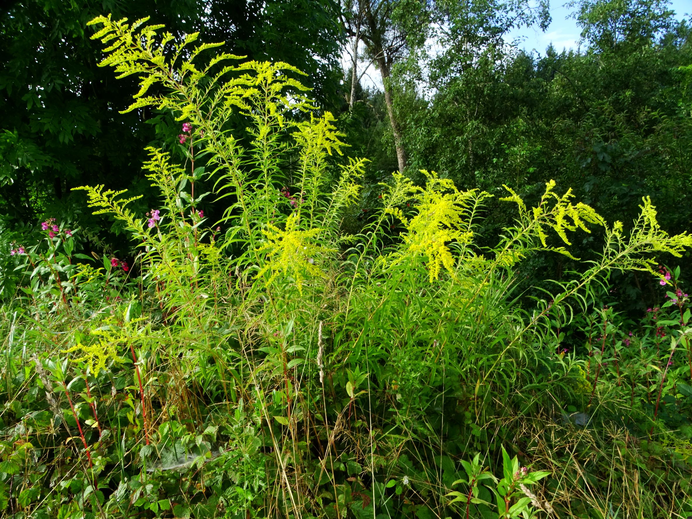 DSC05930 (2) solidago canadensis, feldkirchen-laboisen, 2021-08-26.JPG