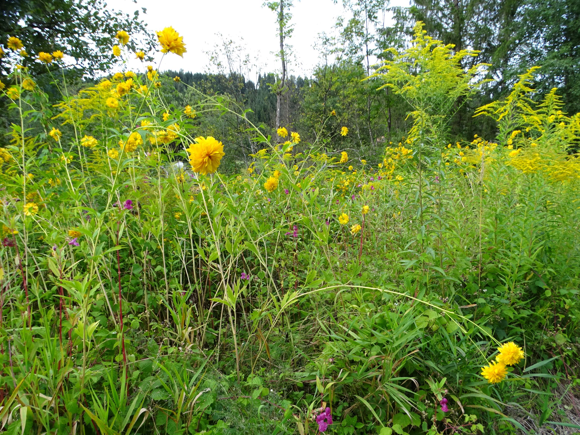 DSC05551 neophytenfluren feldkirchen-O, rudbeckia laciniata, solidago canadensis etc., 2021-08-24.JPG