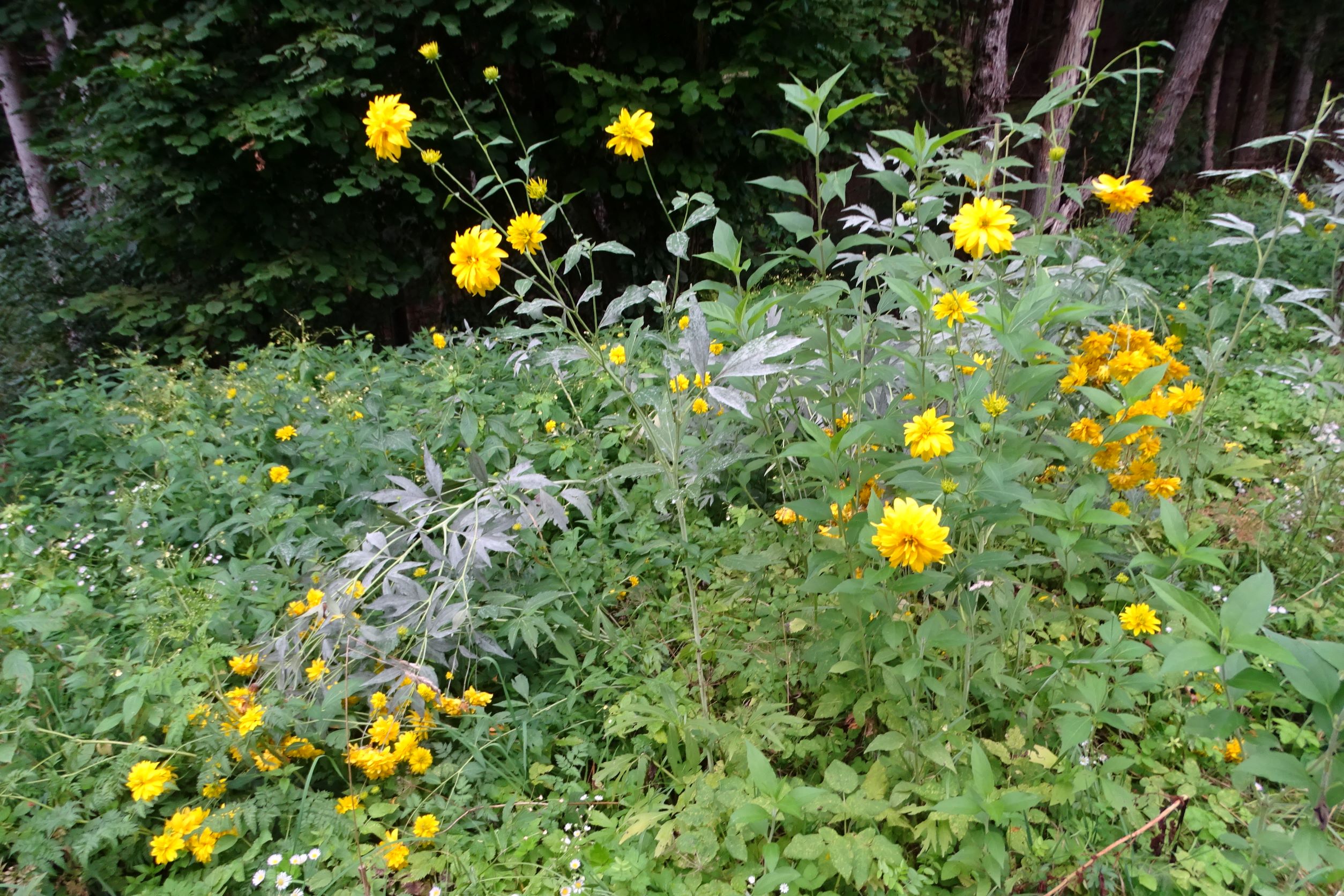 DSC05591-kopie feldkirchen-persching, rudbeckia laciniata gefüllt, helianthus tuberosus s.l. etc., 2021-08-25.JPG